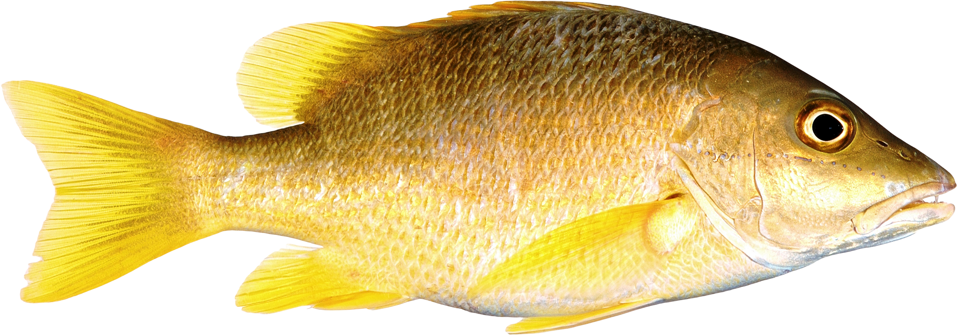 黃色魚類隔離於透明背景 壁紙