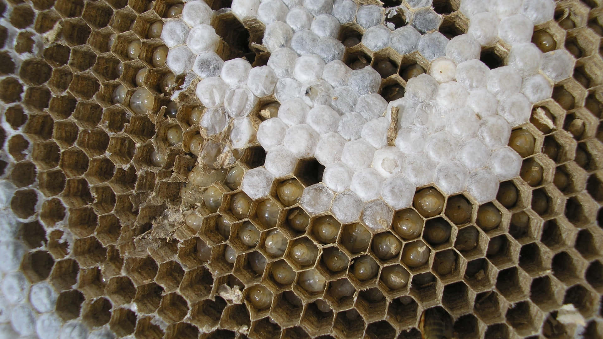 Wasp Hive. 壁紙 — 黃蜂巢的特寫，顯示六角形蜂巢，有些被白色蓋子封住，有些則打開露出棕色幼蟲。