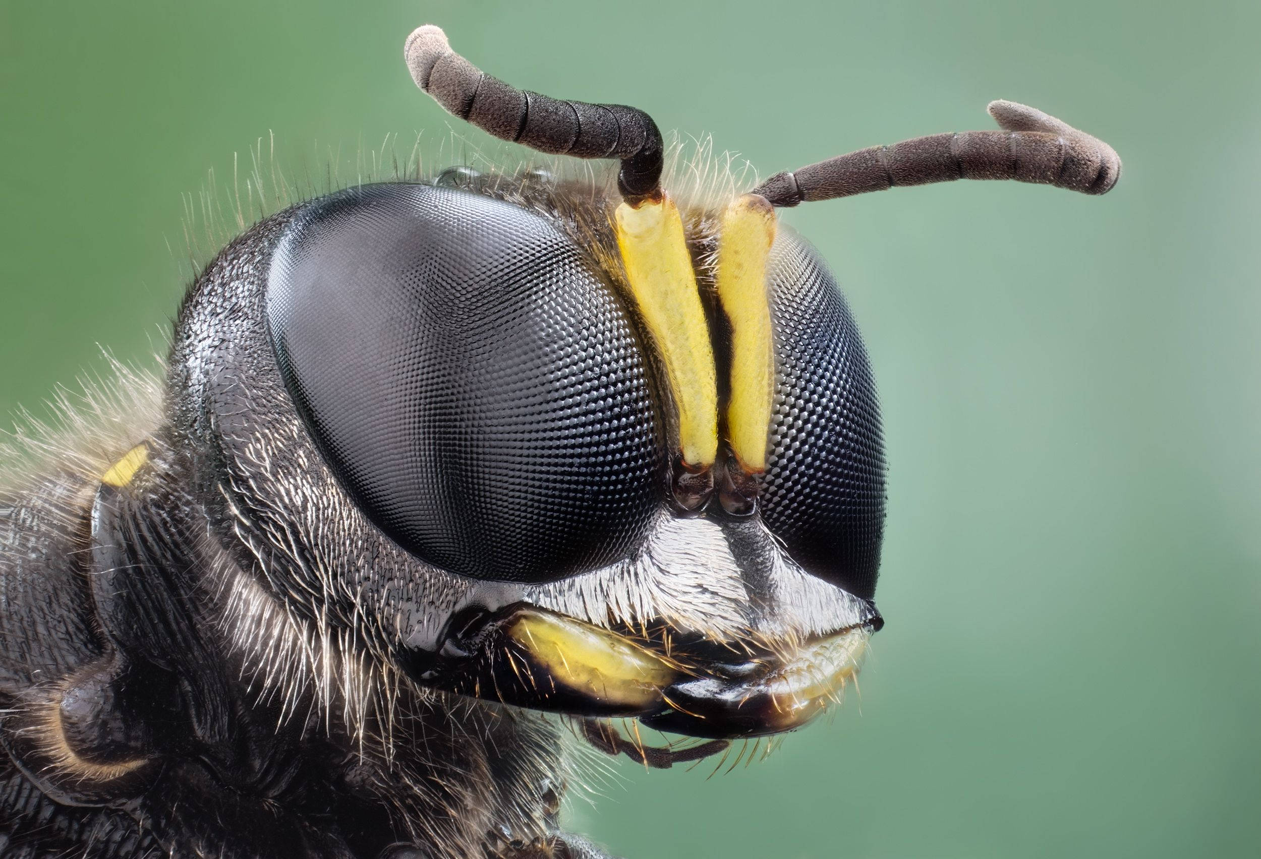 Insect 桌布 壁紙 — 黃蜂頭部的極端特寫，揭示複雜的複眼、黃色觸角和細毛，背景為柔和的綠色。