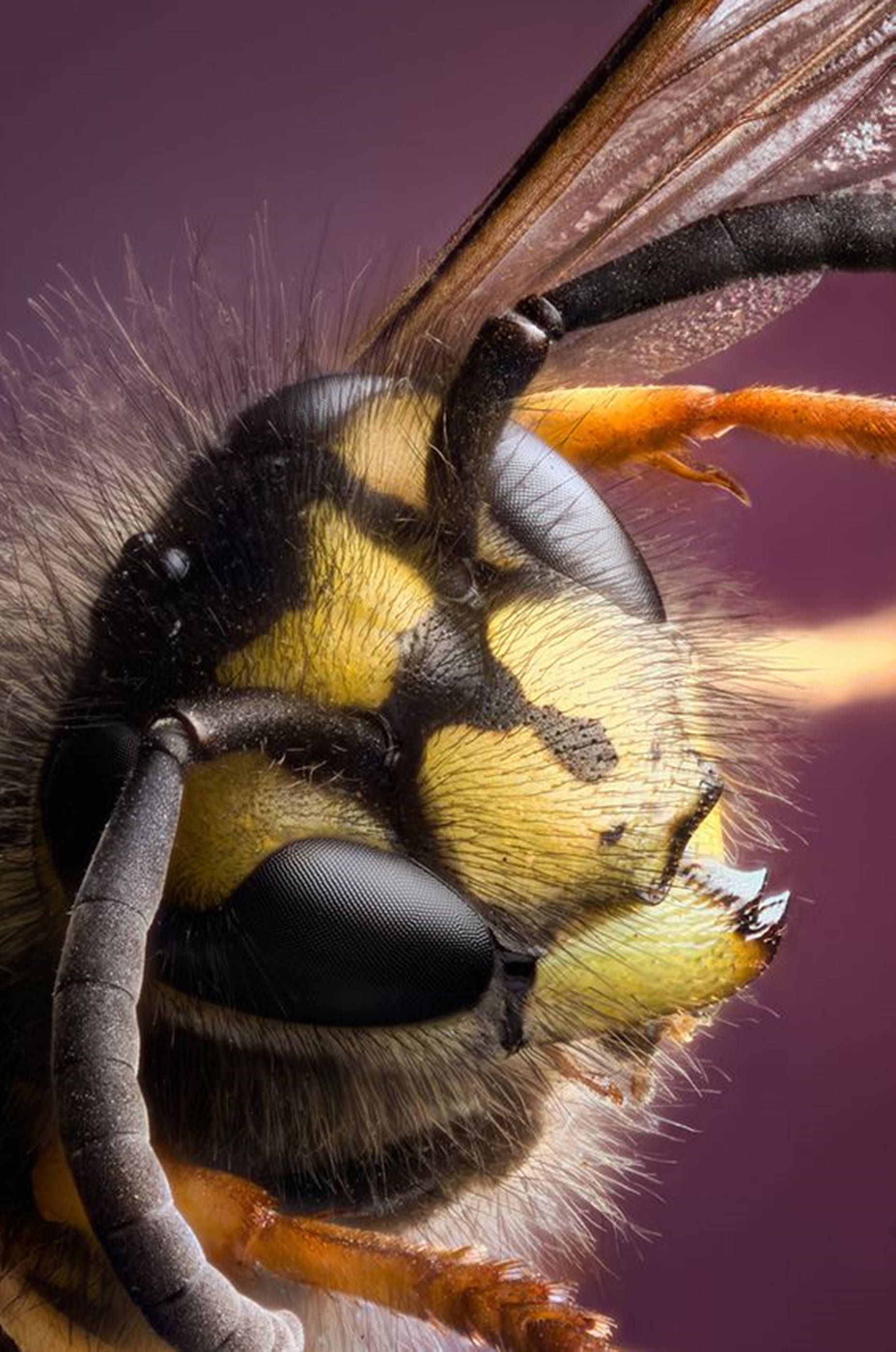Bee 桌布 壁紙 — 黃蜂頭部的極端特寫，顯示詳細的黃黑條紋、絨毛和大複眼，背景為紫色。