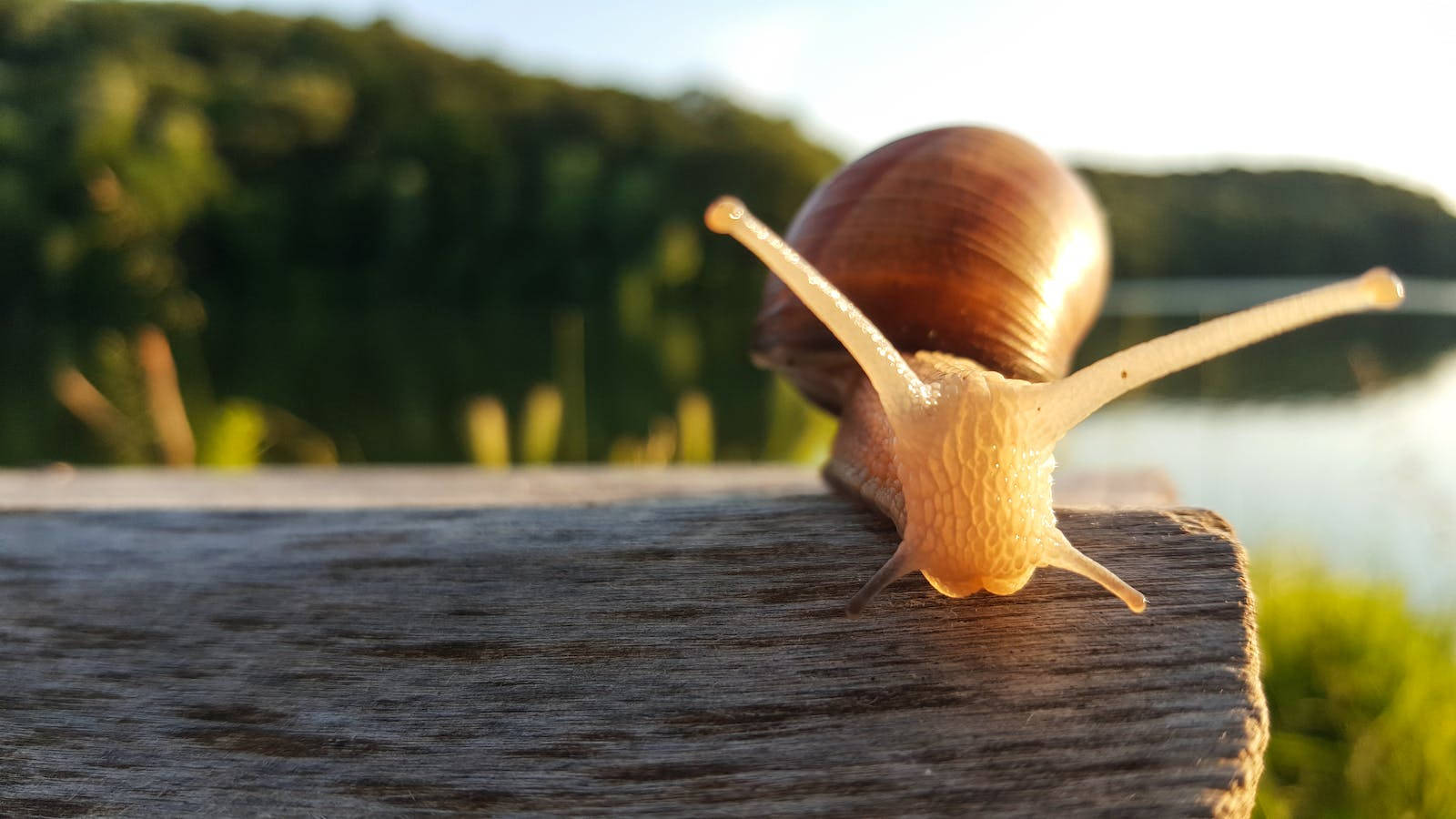 Snail 桌布 壁紙 — 黃金時段，一隻褐色蝸牛伸出觸角，在模糊湖泊附近風化的木質表面上爬行的特寫。