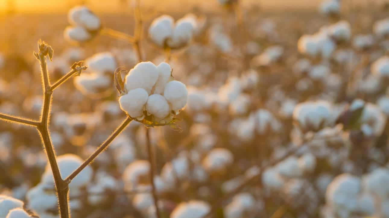 Cotton Field 桌布 壁紙 — 黃金時段的陽光以溫暖的琥珀色調沐浴著一片蓬鬆白色棉鈴的田野，背景柔和散景。