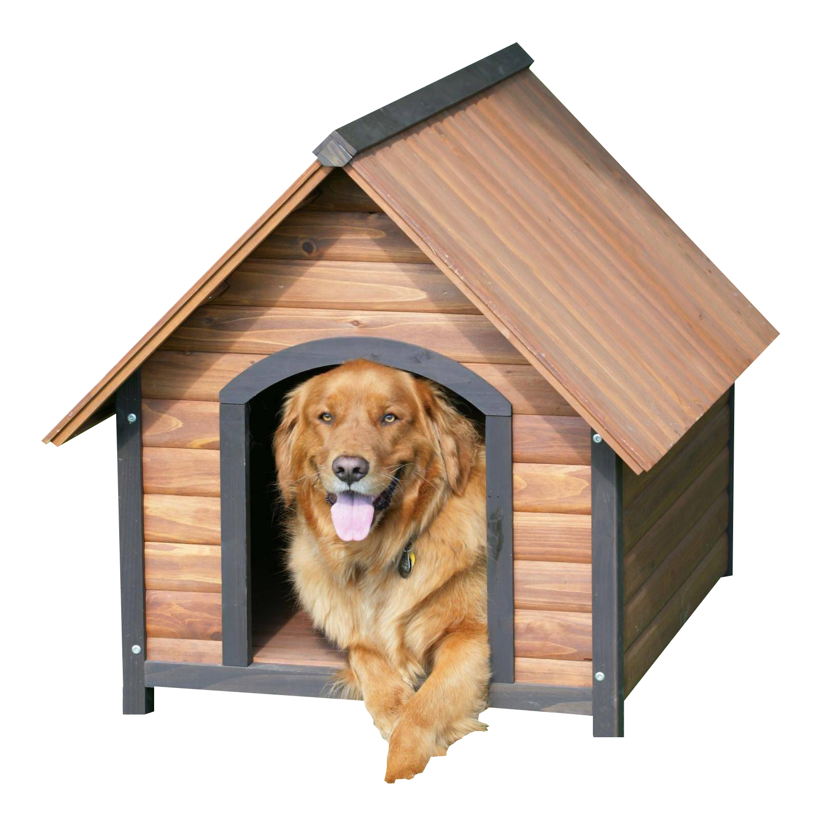 黃金獵犬在狗屋裡 壁紙