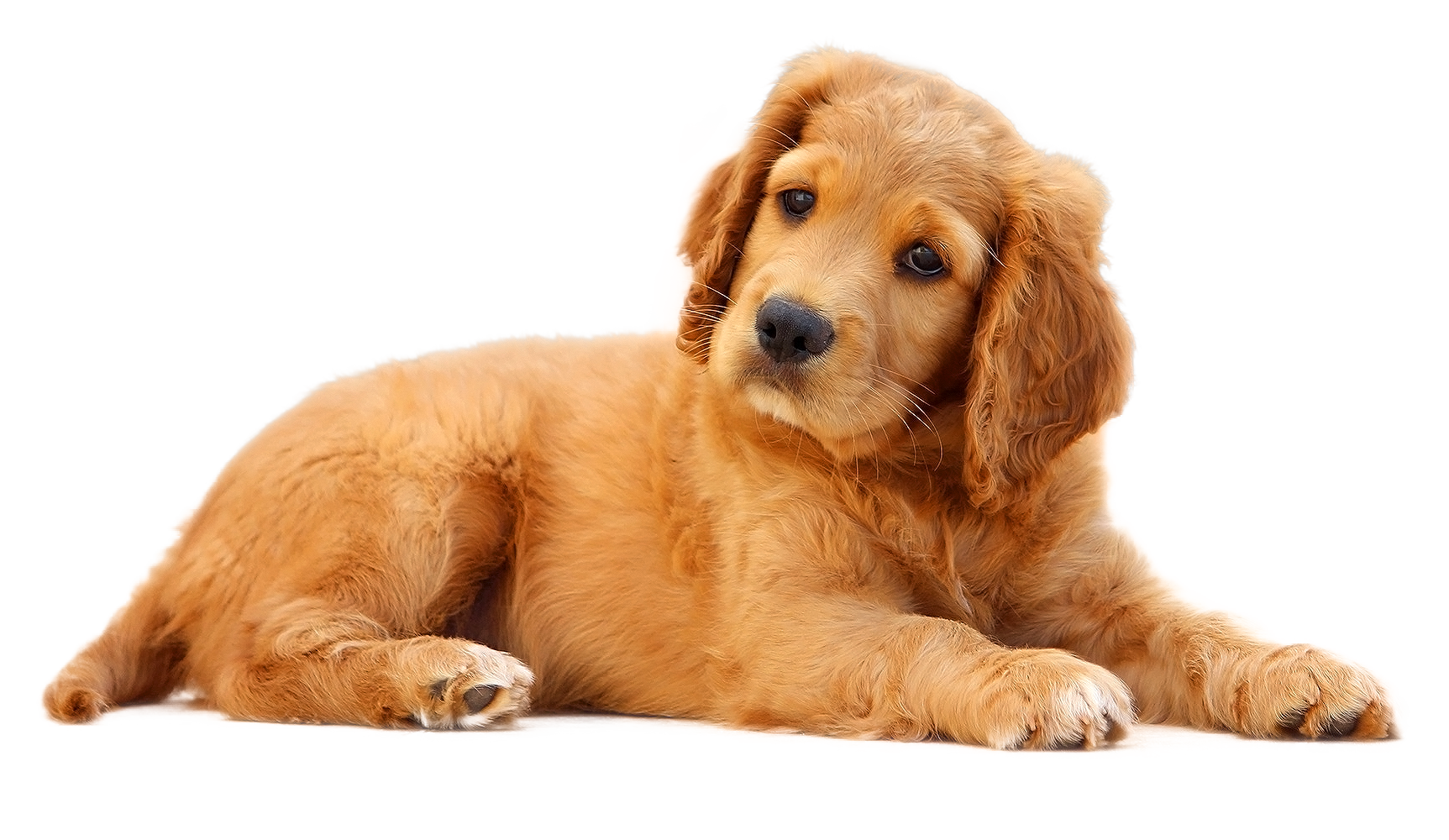 黃金獵犬幼犬趴臥 壁紙