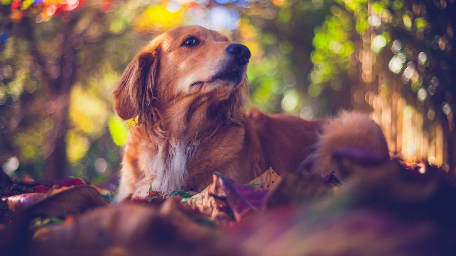 黃金獵犬桌布 壁紙