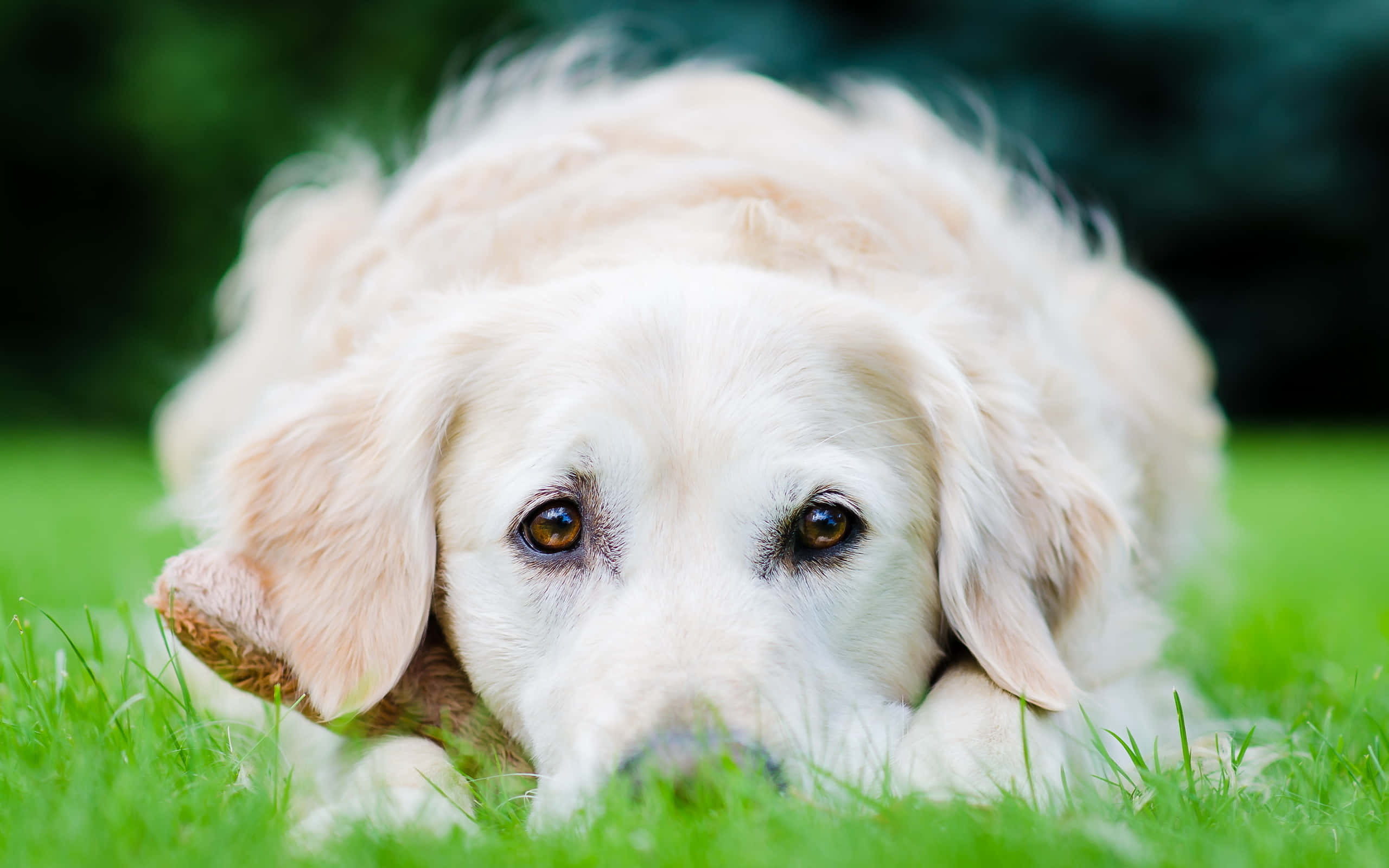 黃金獵犬桌布 壁紙