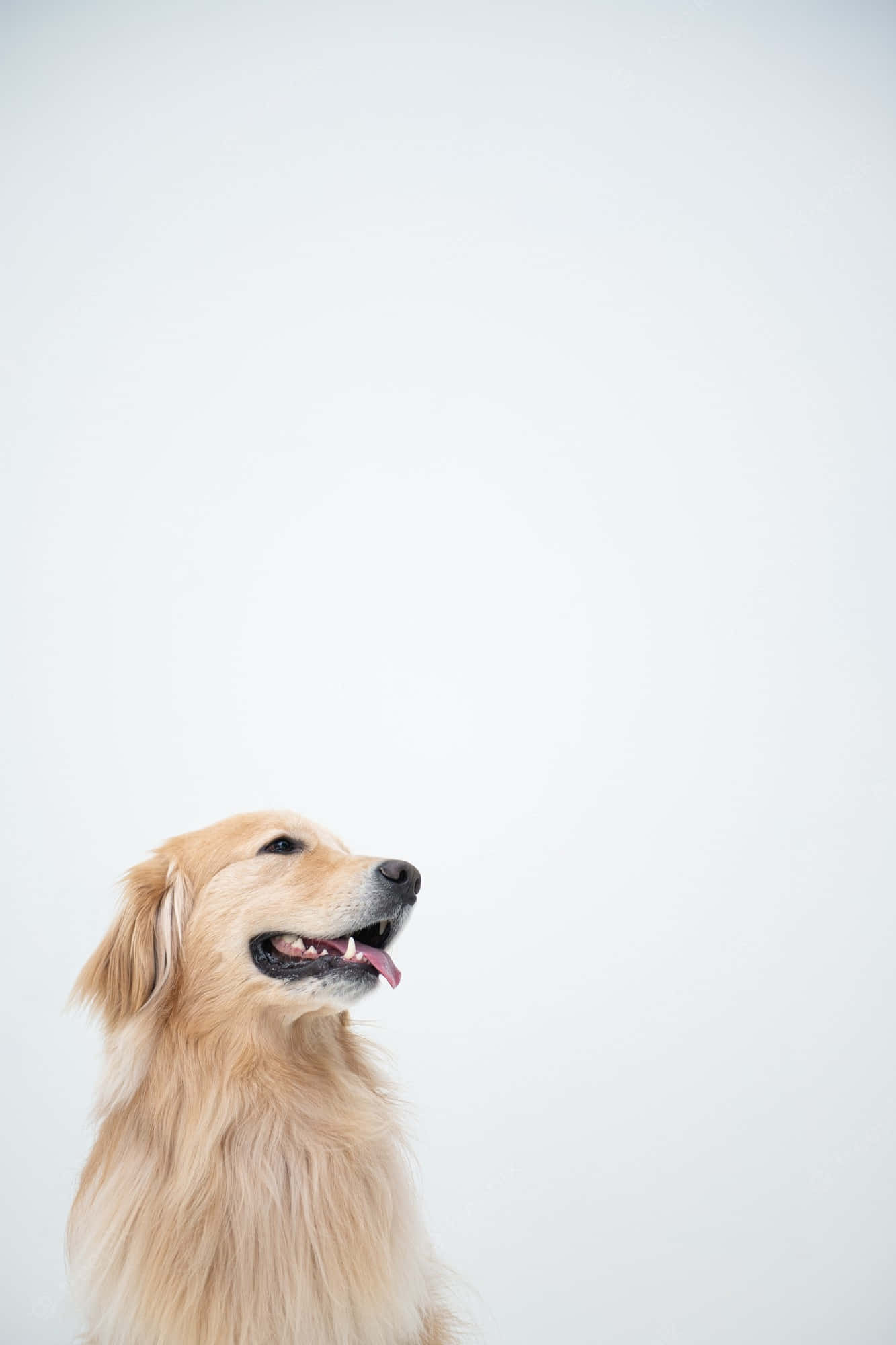 黃金獵犬桌布 壁紙
