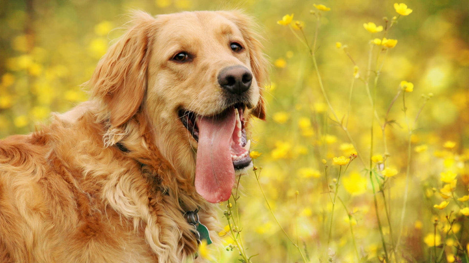 黃金獵犬桌布 壁紙