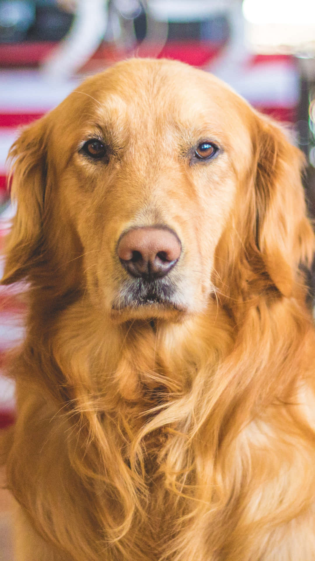 黃金獵犬桌布 壁紙