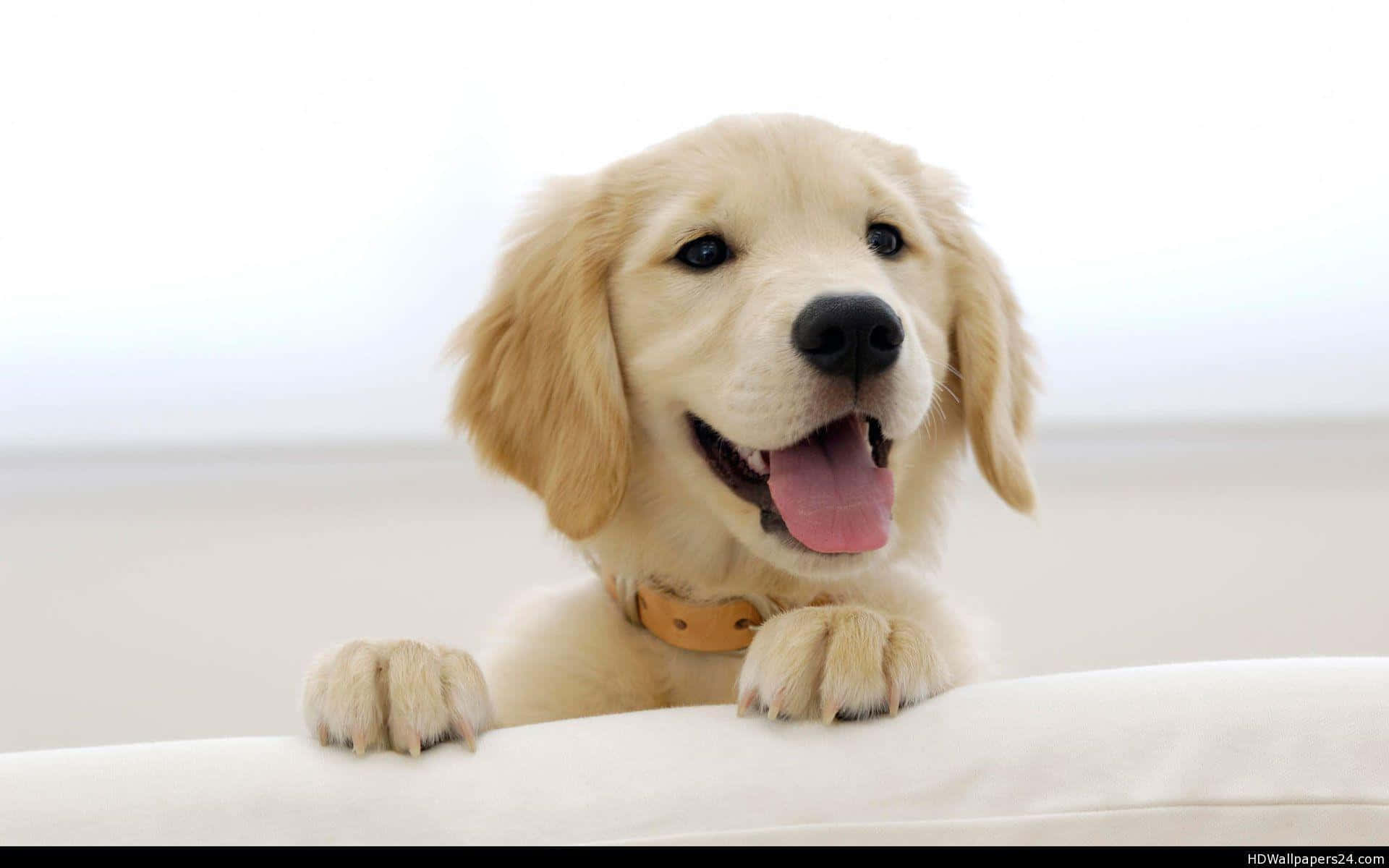 黃金獵犬桌布 壁紙