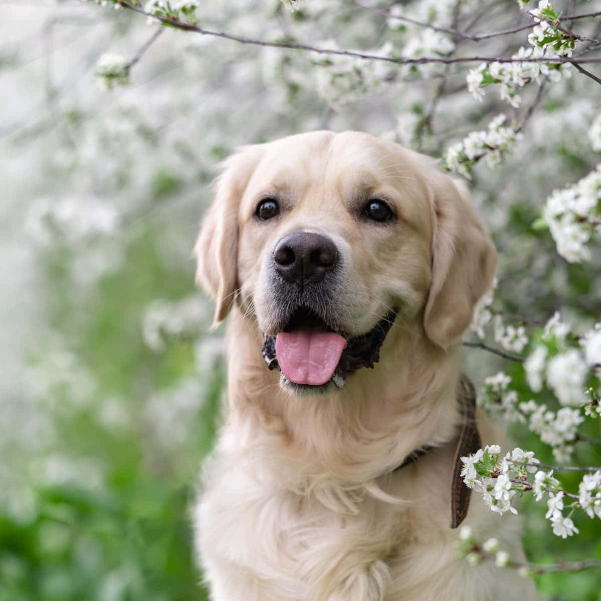 黃金獵犬桌布 壁紙