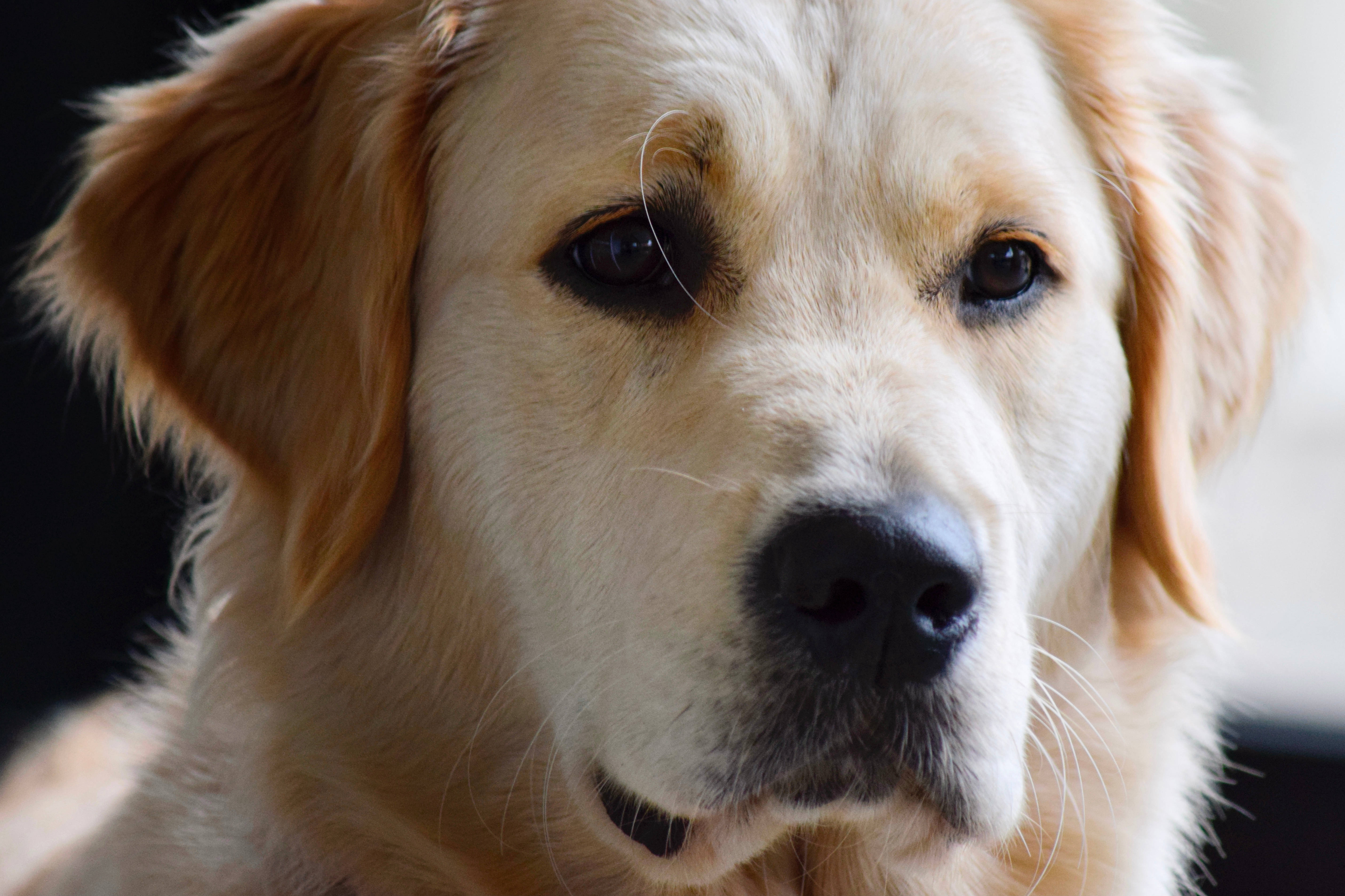 黃金獵犬 桌布 壁紙 — 黃金獵犬的特寫肖像，毛髮柔軟，眼神溫柔，凝視前方。