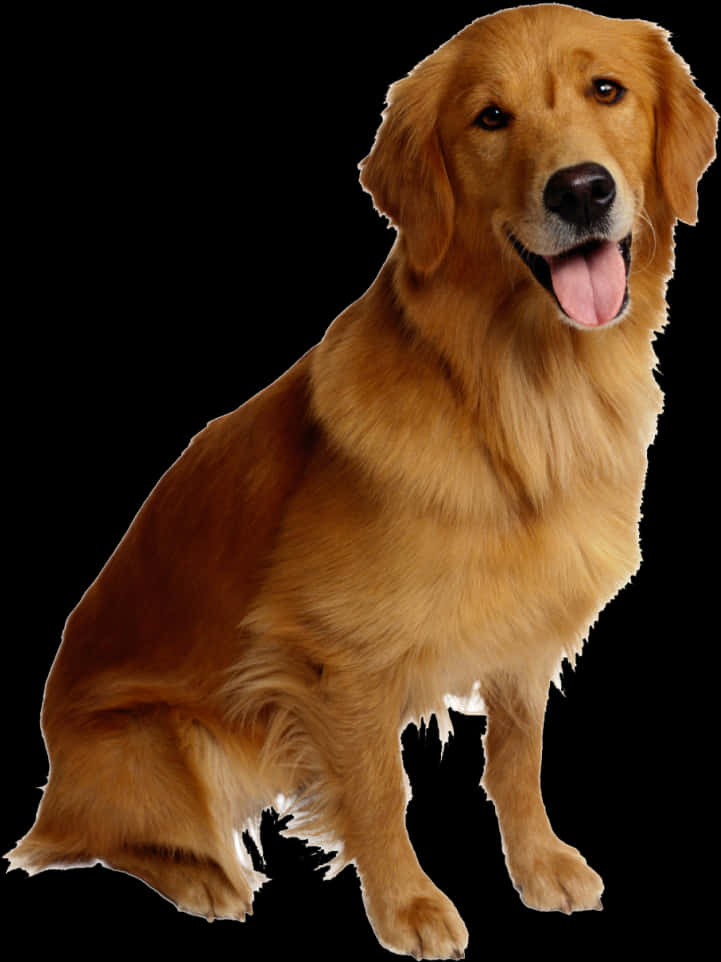 黃金獵犬肖像 黑色背景 壁紙