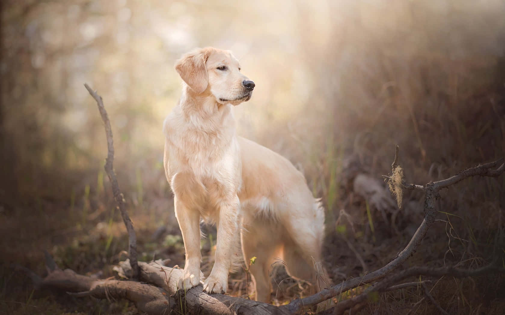黃金獵犬背景 壁紙