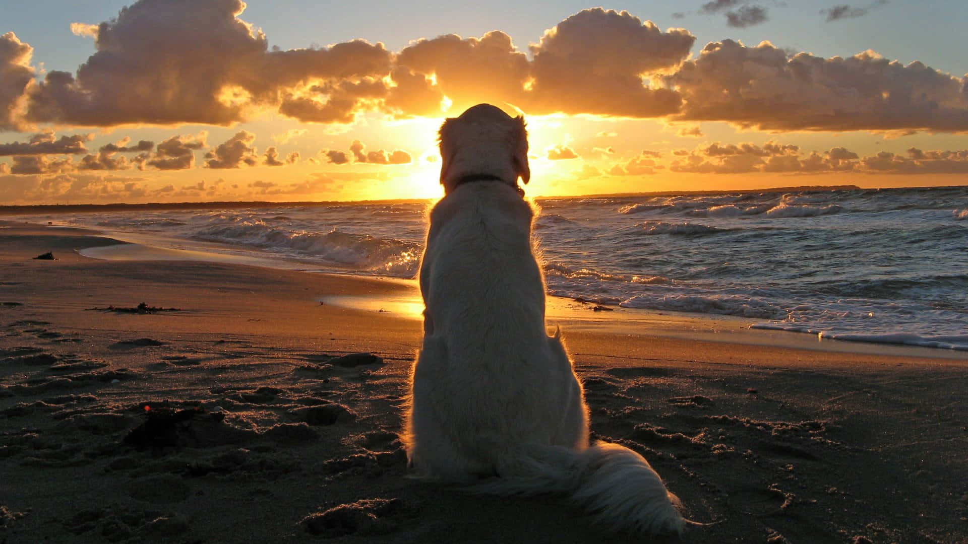 黃金獵犬背景 壁紙