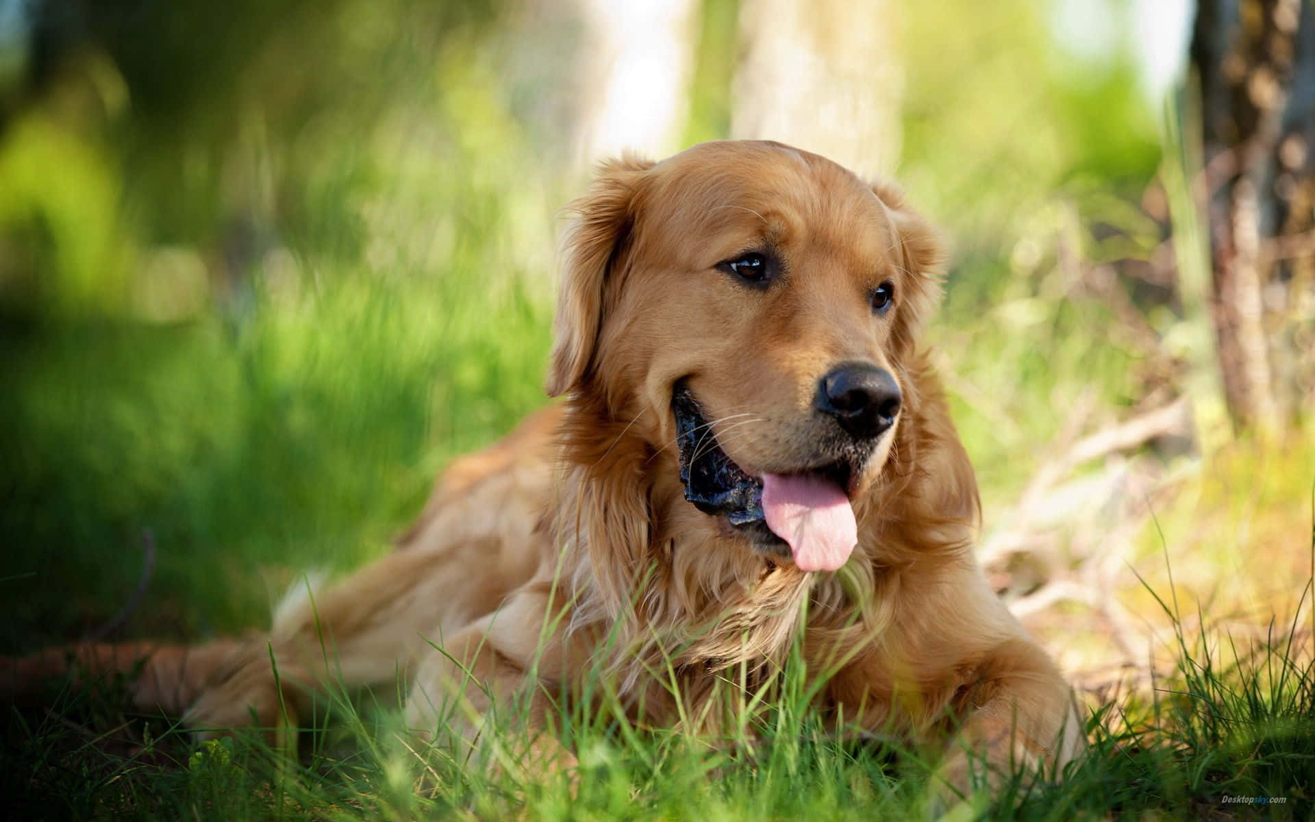 黃金獵犬背景 壁紙