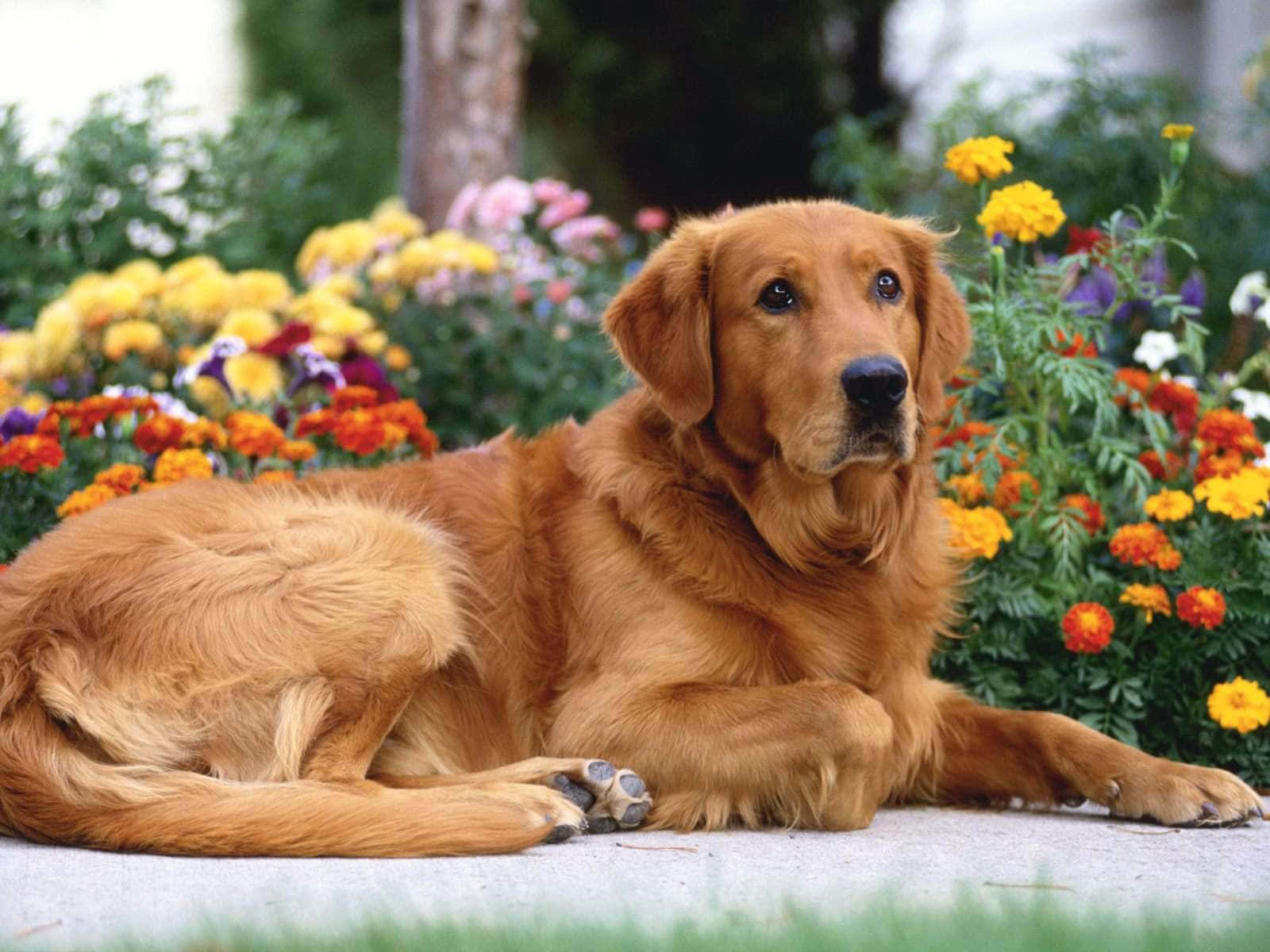 黃金獵犬躺在花園裡 壁紙
