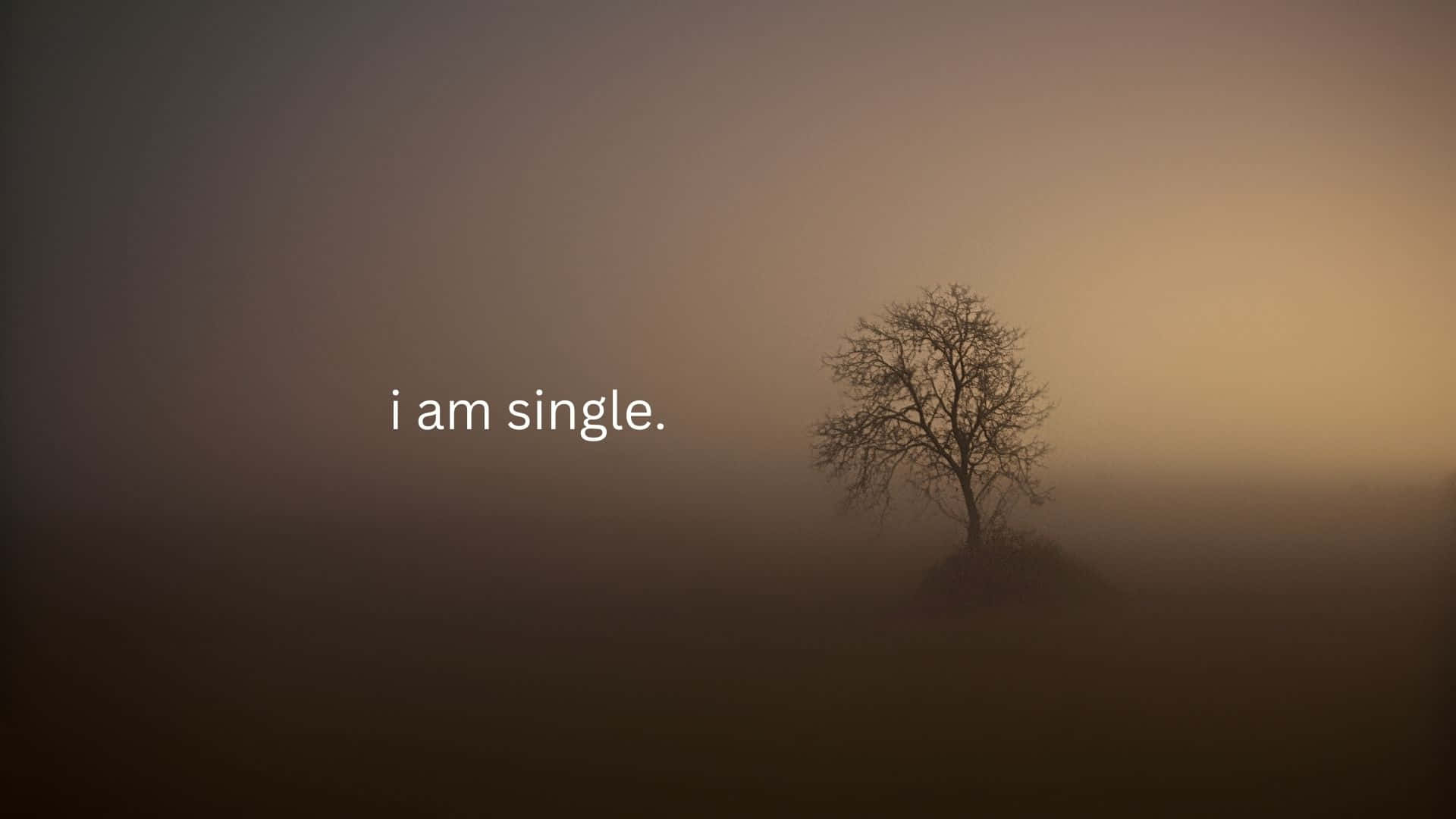Single 桌布 壁紙 — 黎明時分，一棵孤獨的裸樹矗立在霧氣瀰漫的田野中，上面寫著「我單身」。