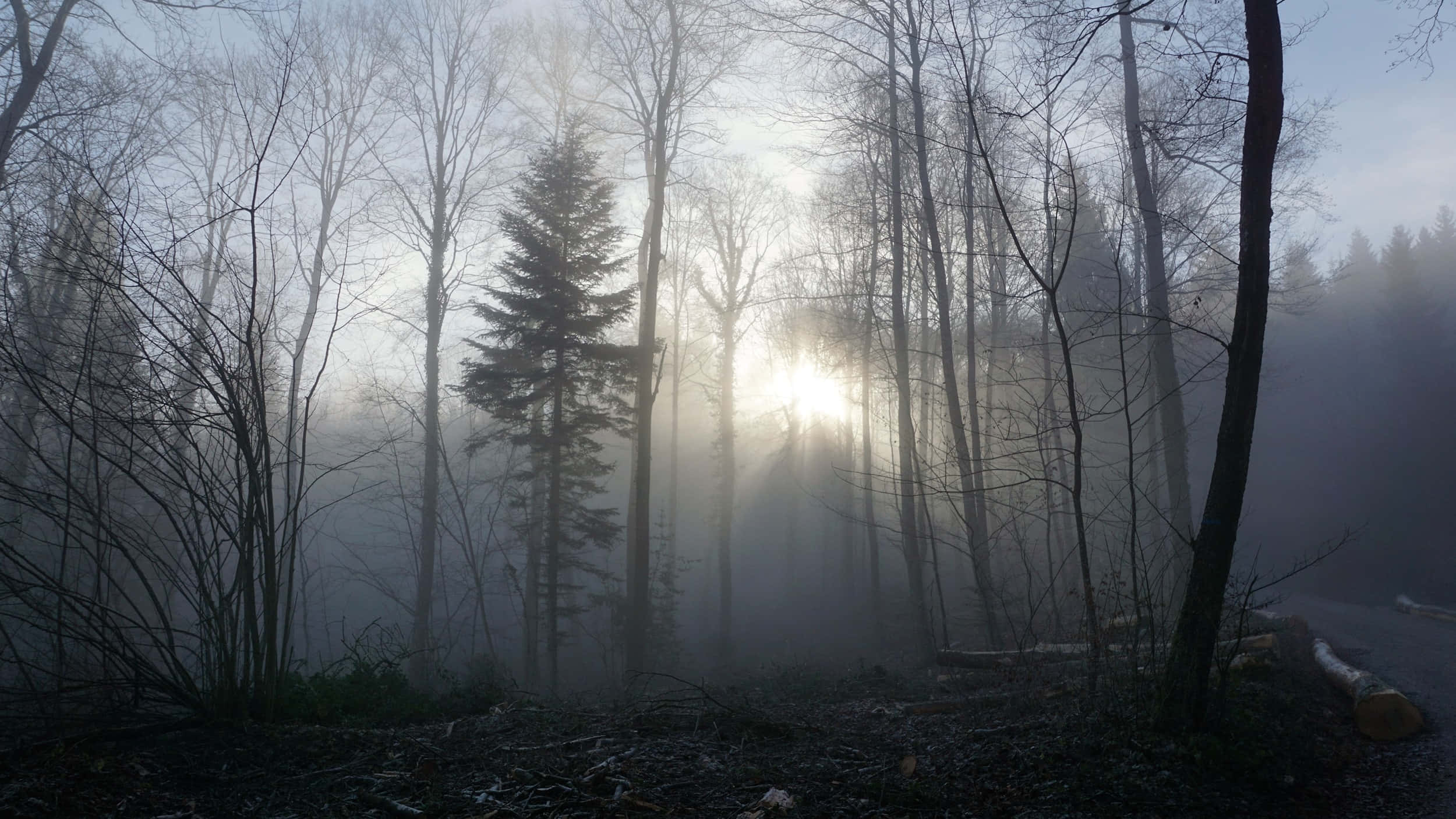 Fog 桌布 壁紙 — 黎明時分，陽光穿透寂靜森林中霧氣籠罩的禿樹，在潮濕的大地上投射出空靈的光束。