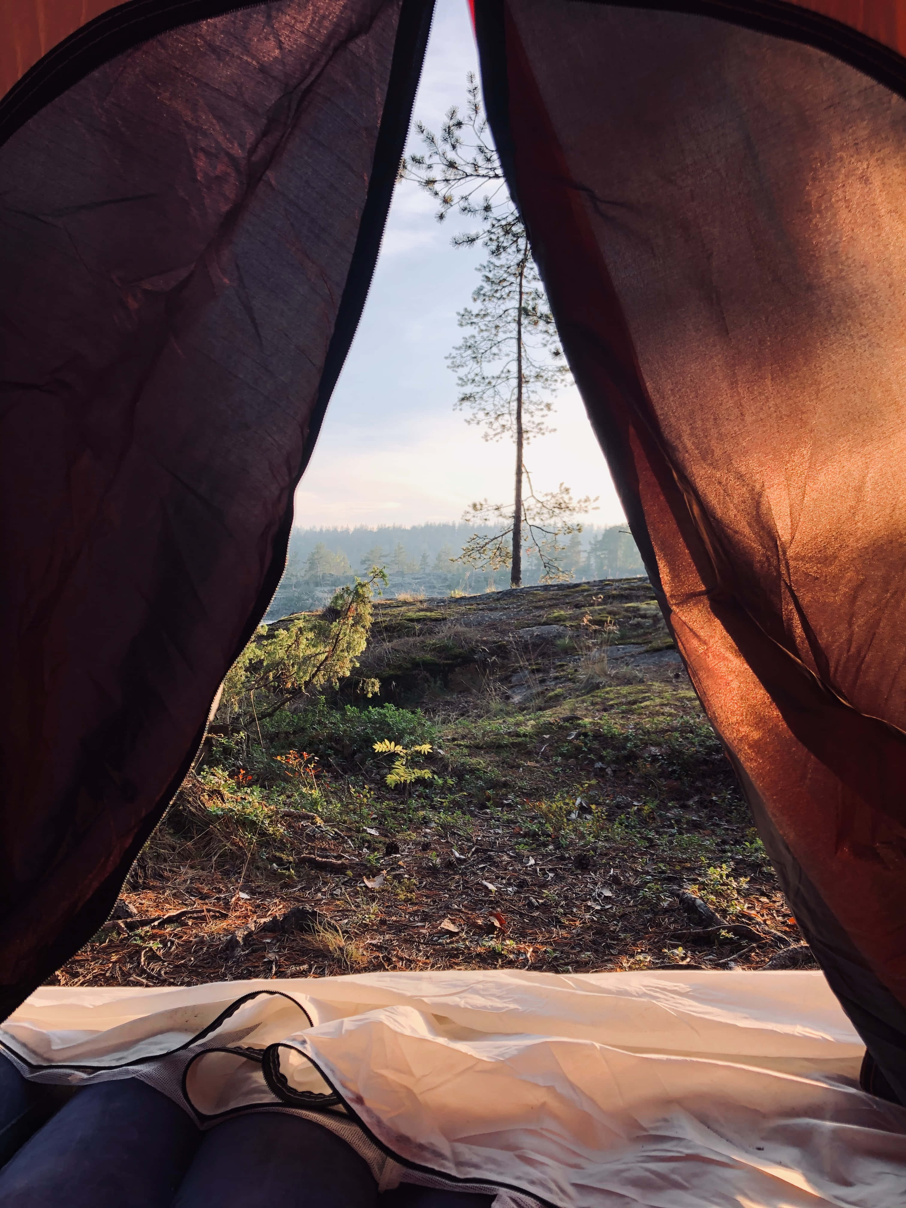 Camping 桌布 壁紙 — 黎明時分從帳篷內看到的景色，顯示一棵孤獨的松樹在長滿苔蘚的山坡上，沐浴在柔和的金色光芒中。