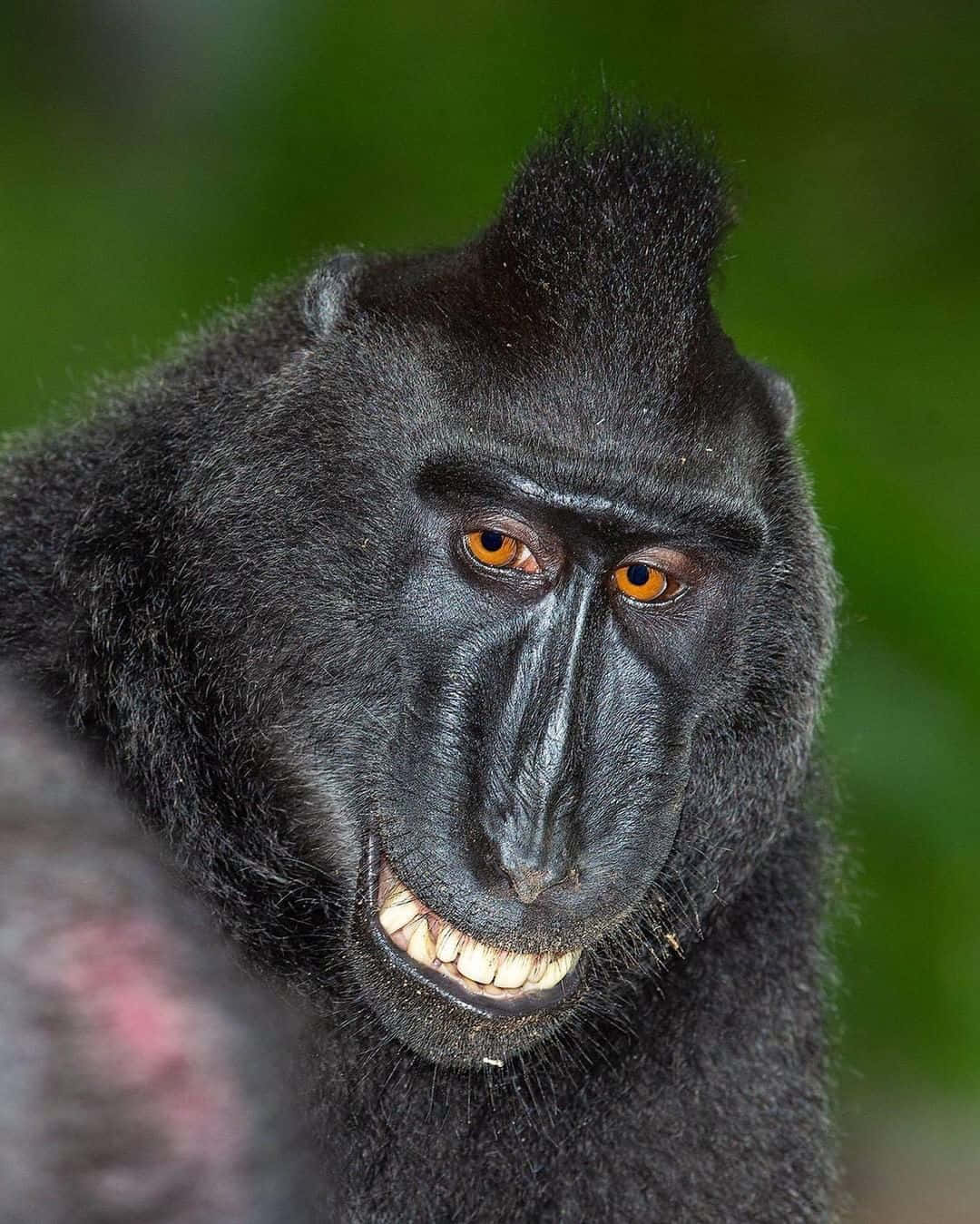 Smile 桌布 壁紙 — 黑冠獼猴的特寫，擁有強烈的橙色眼睛和露出的牙齒，背景是模糊的綠色叢林。