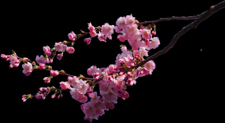 黑底櫻花枝PNG，透明背景PNG — 櫻花 壁紙
