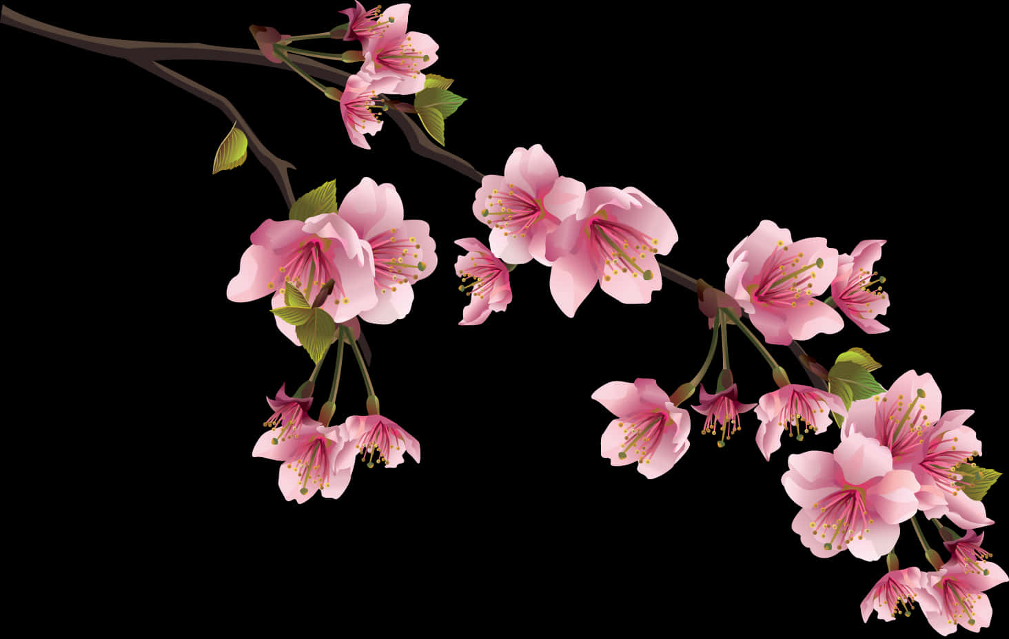 黑底櫻花枝