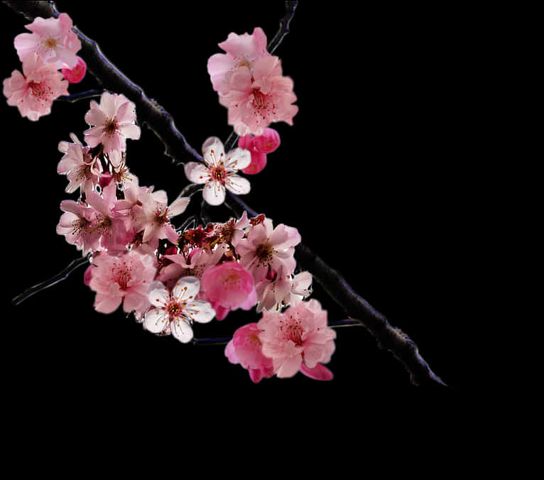 黑底櫻花枝 PNG 由 Doloresminette 提供 - 實拍櫻花 PNG，透明背景