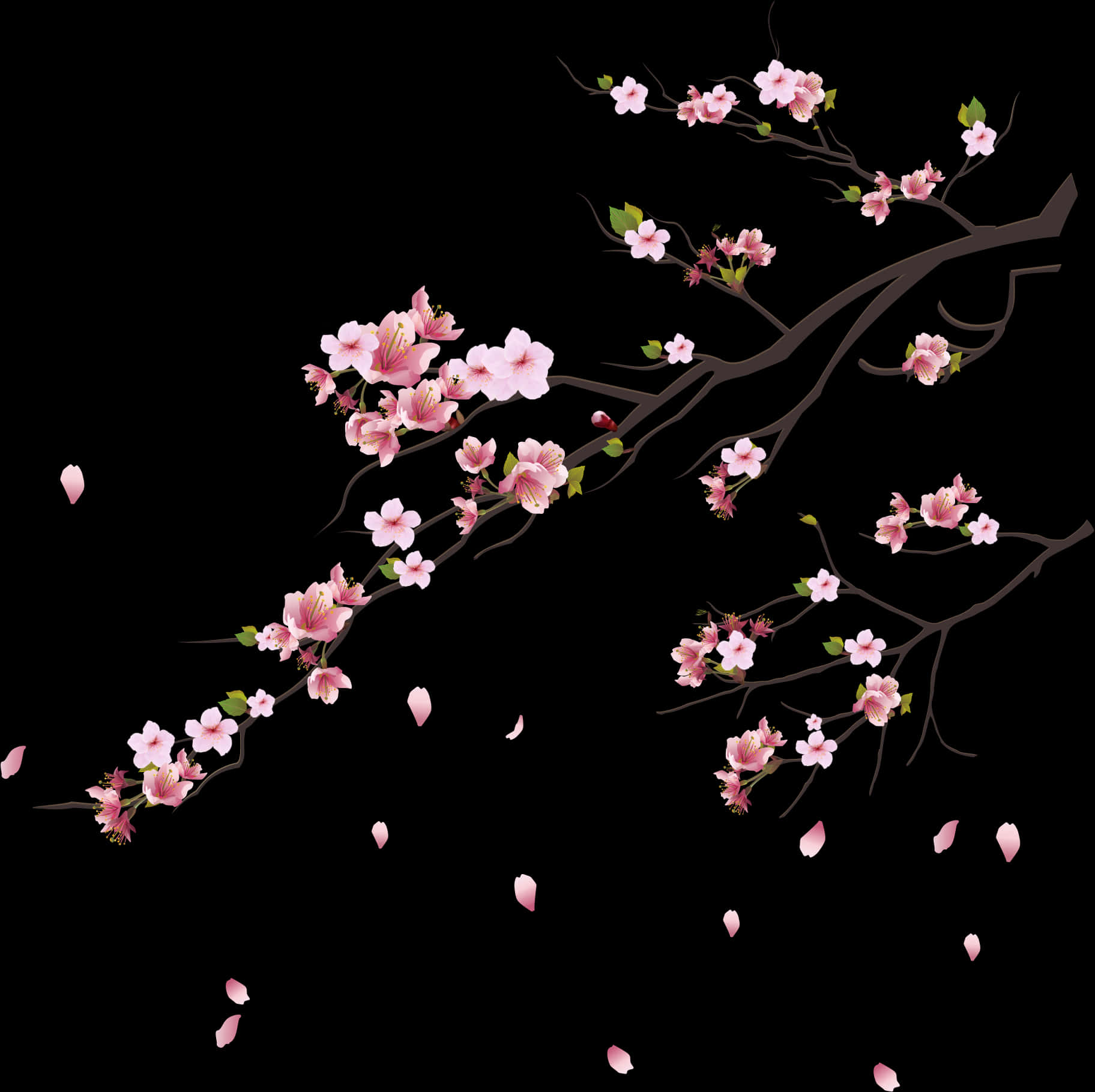 櫻花樹、櫻花、粉紅花朵、植物學主題 - 櫻花樹PNG，透明背景PNG