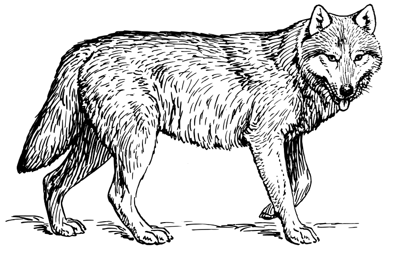 黑暗中威嚴的黑狼 壁紙