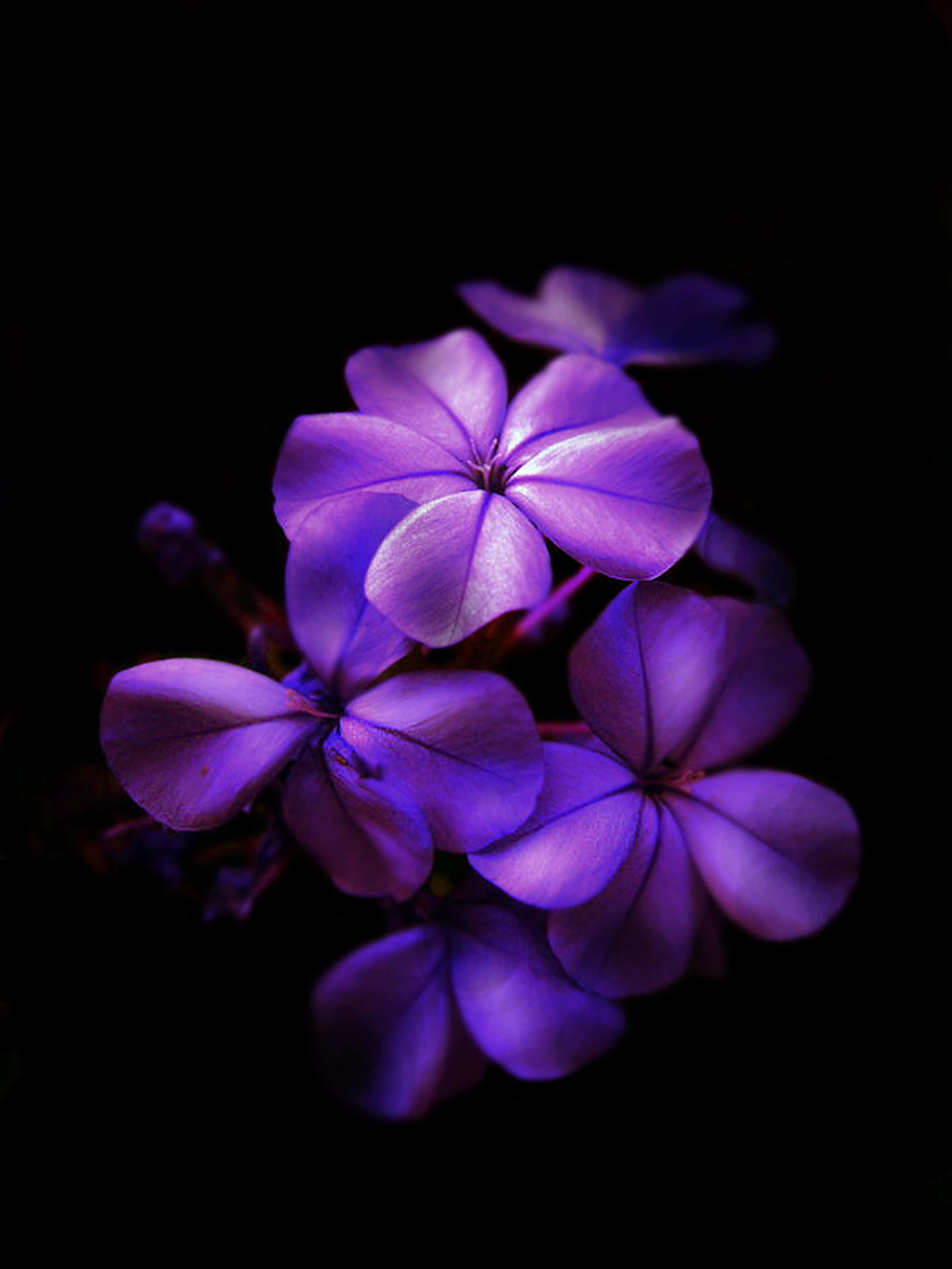 黑暗中的紫色花朵 壁紙