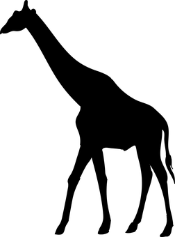 黑暗中的長頸鹿 壁紙