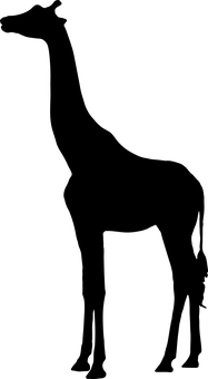 黑暗中的長頸鹿 壁紙