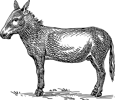 黑暗中的驢子 壁紙