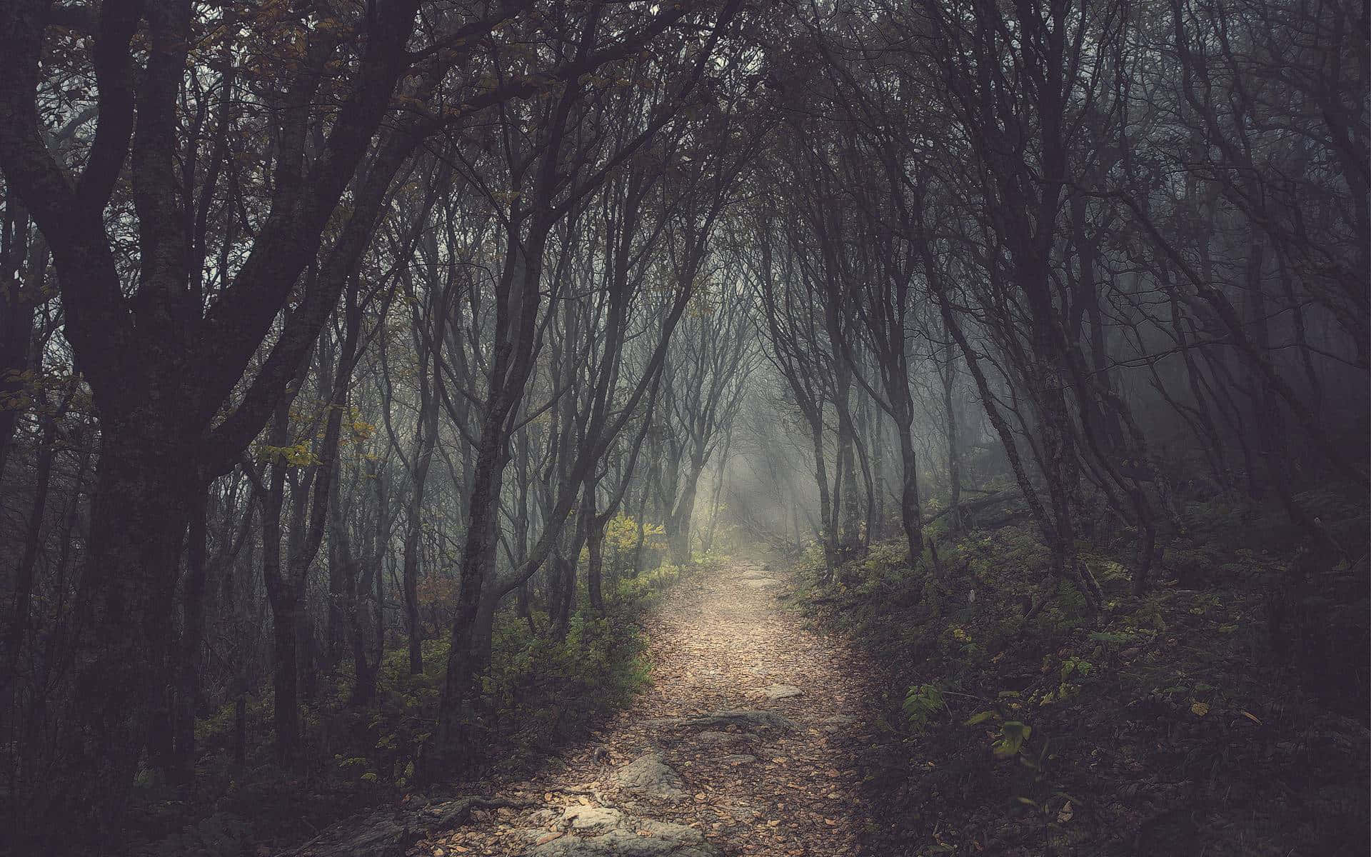 黑暗森林背景 壁紙