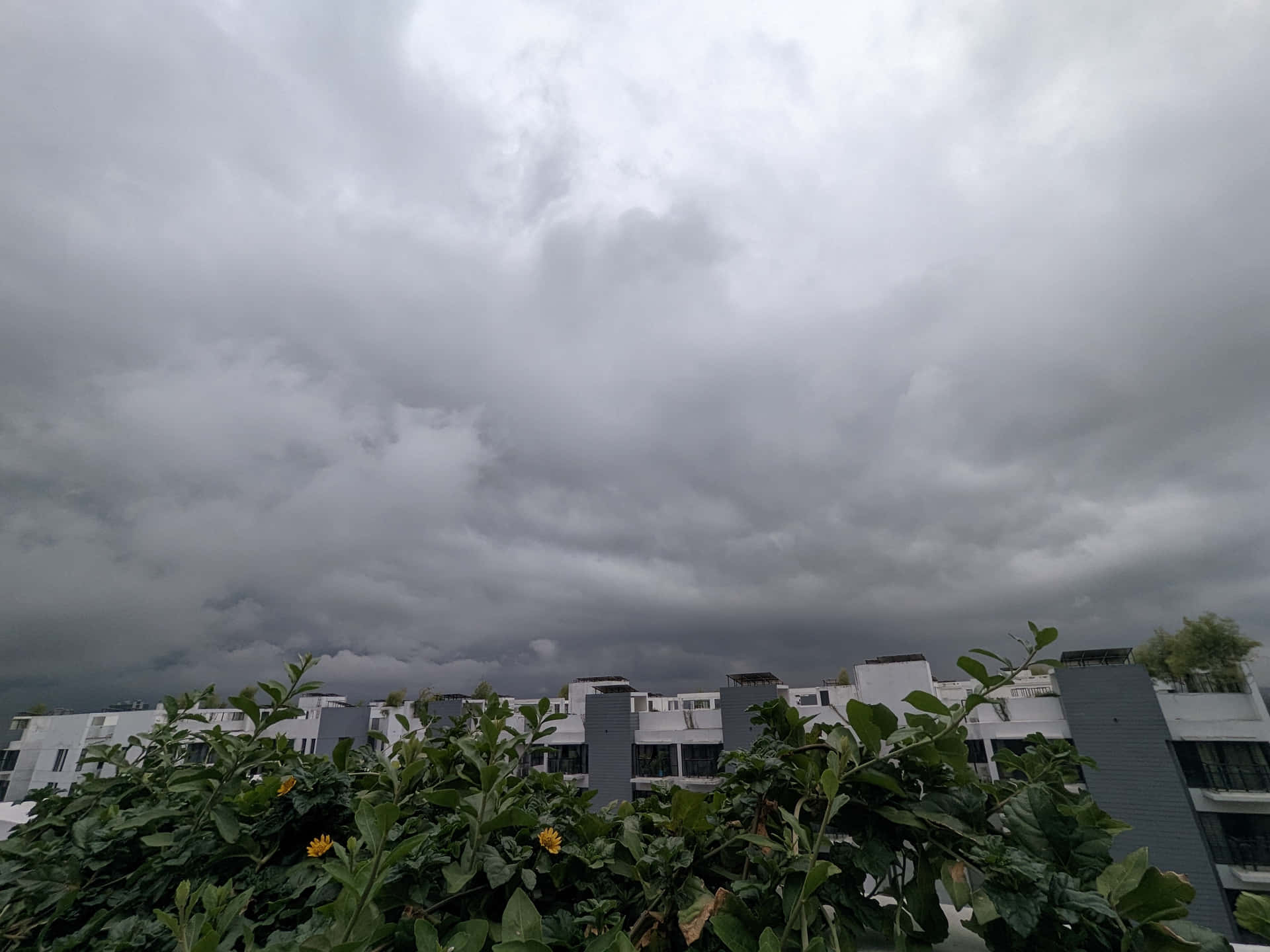 Storm Looms Over the Cityscape 壁紙 — 黑暗的暴風雲籠罩著現代白色建築，前景有綠色樹葉和黃色花朵。