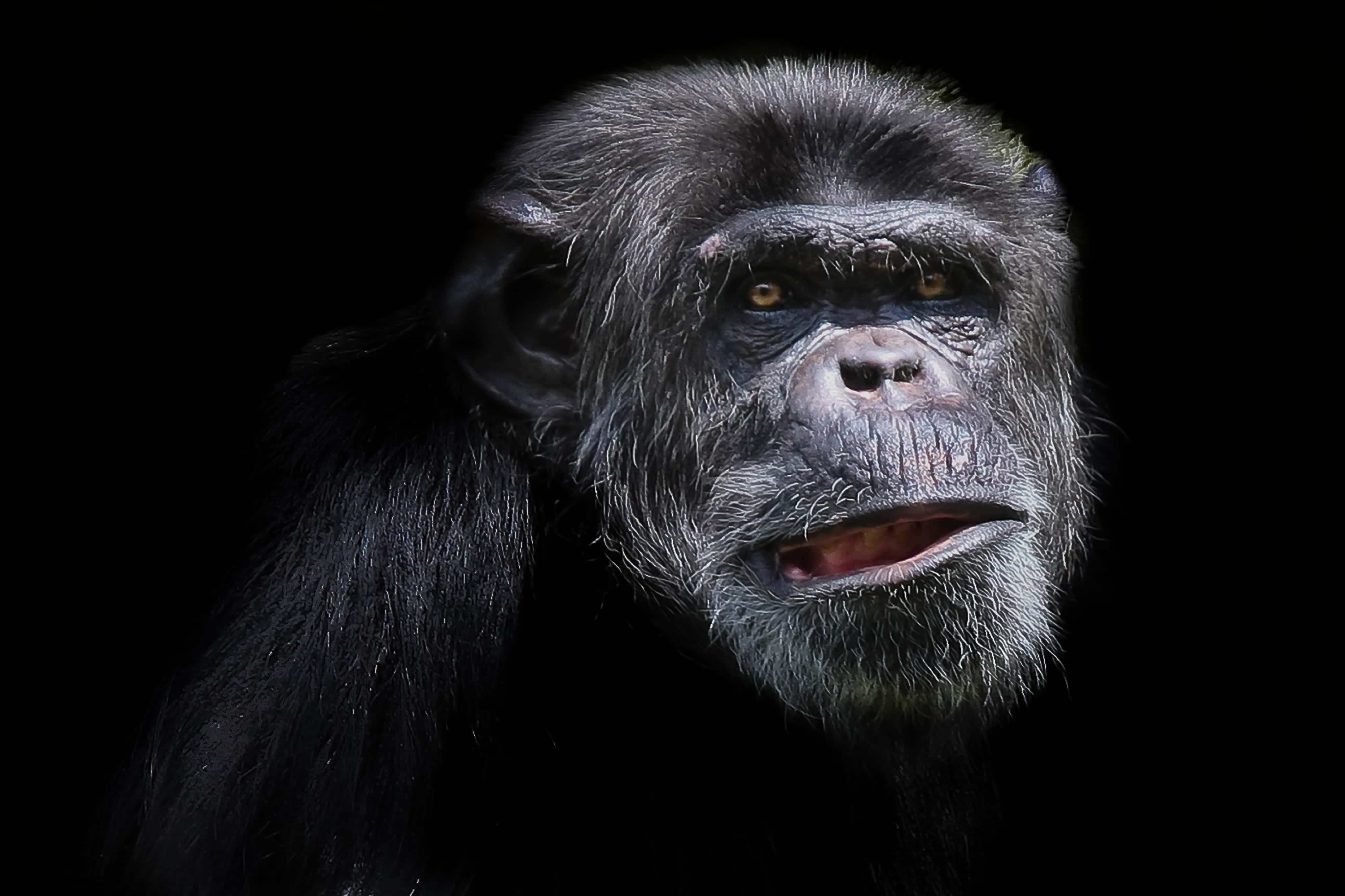 Chimpanzee 桌布 壁紙 — 黑猩猩的 close-up 肖像，擁有強烈的金色眼睛和深色毛髮，背景為純黑色。
