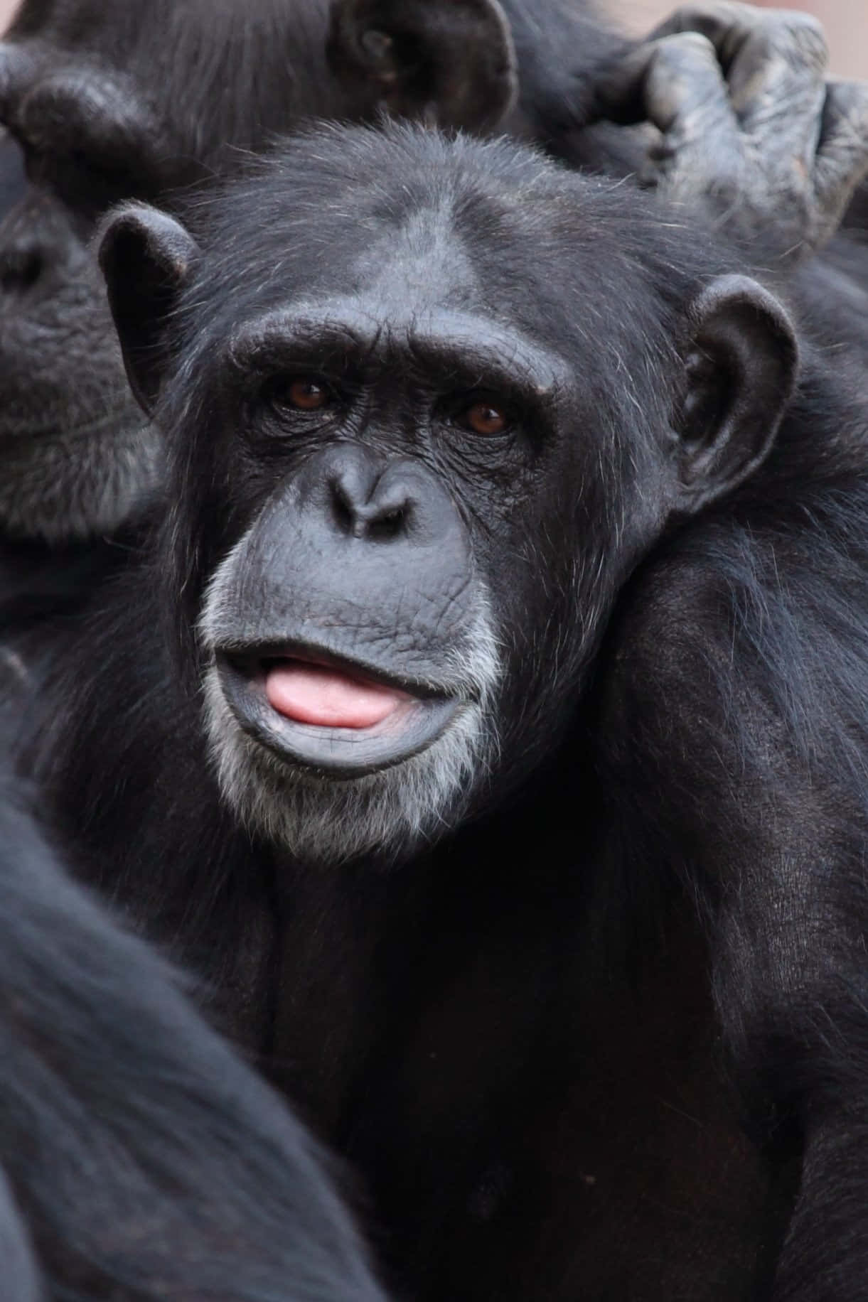 Cute Gorilla 桌布 壁紙 — 黑猩猩的特寫，擁有富有表情的棕色眼睛和微微張開的嘴巴，露出粉紅色的舌頭。