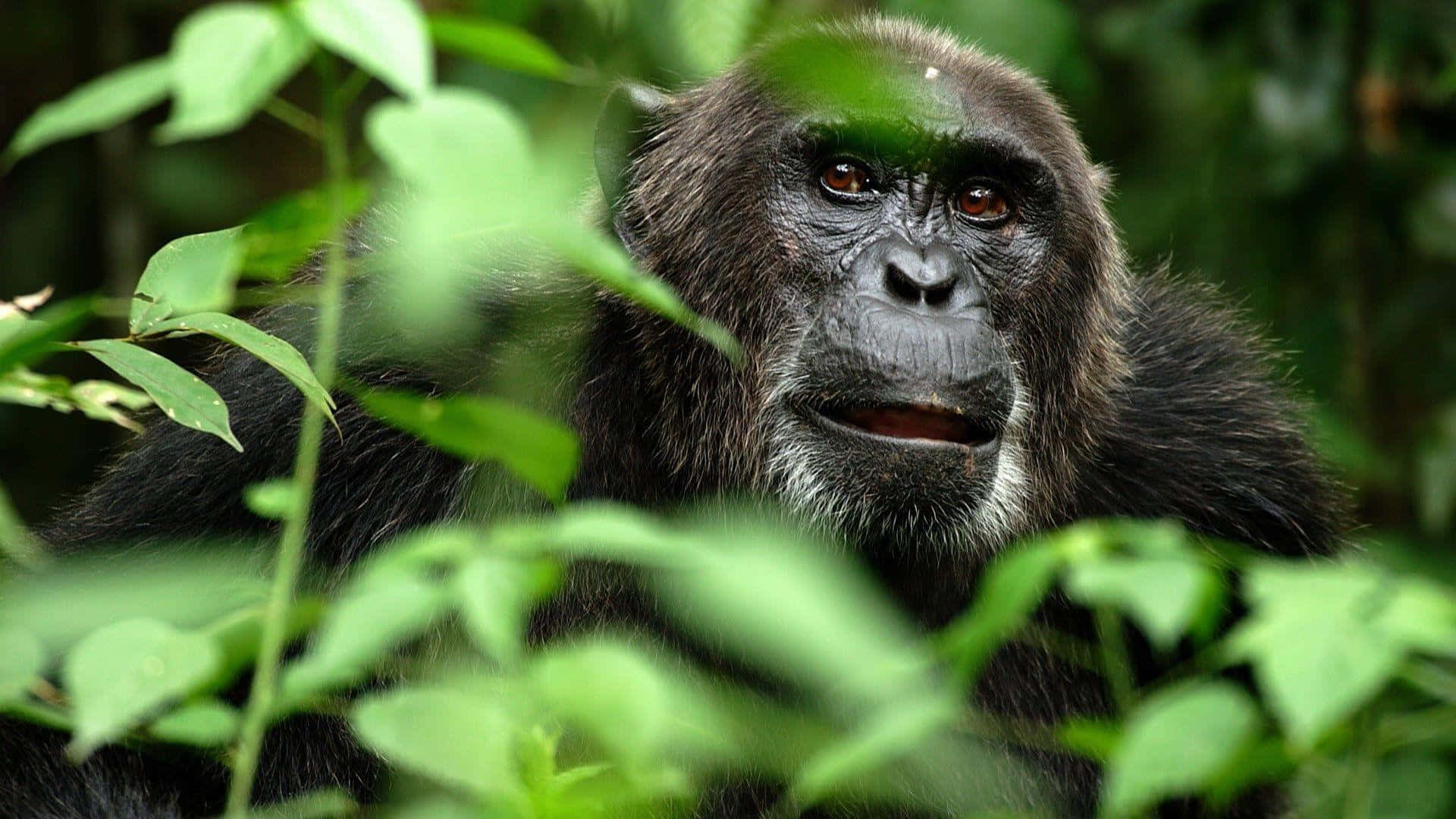 Chimpanzee 桌布 壁紙 — 黑猩猩的特寫，牠那雙強烈的棕色眼睛透過充滿活力的綠色叢林葉片窺視。
