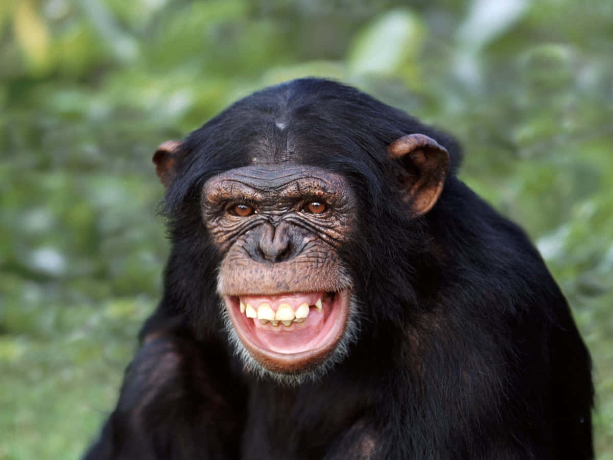 Chimpanzee 桌布 壁紙 — 黑猩猩的特寫，露出牙齒咧嘴大笑，背景是模糊的綠色樹葉。