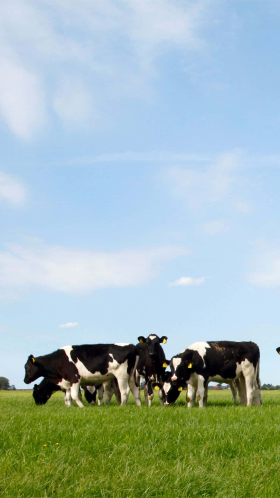 Cow iPhone 桌布 壁紙 — 黑白乳牛在翠綠的田野上，在晴朗的藍天和薄雲下，平靜地吃草。