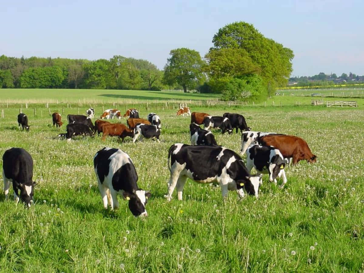 farm animals 桌布 壁紙 — 黑白乳牛在陽光明媚、點綴著野花的綠色牧場上，在晴朗的藍天下平靜地吃草。