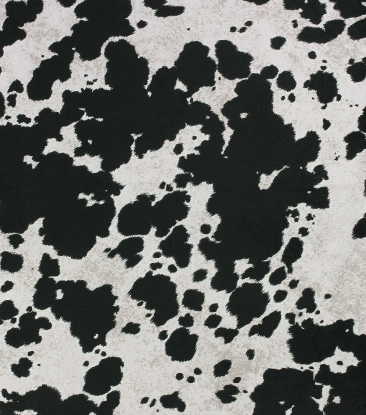 黑色 桌布 壁紙 — 黑白乳牛紋理圖案的特寫，表面帶有質感的毛皮效果。