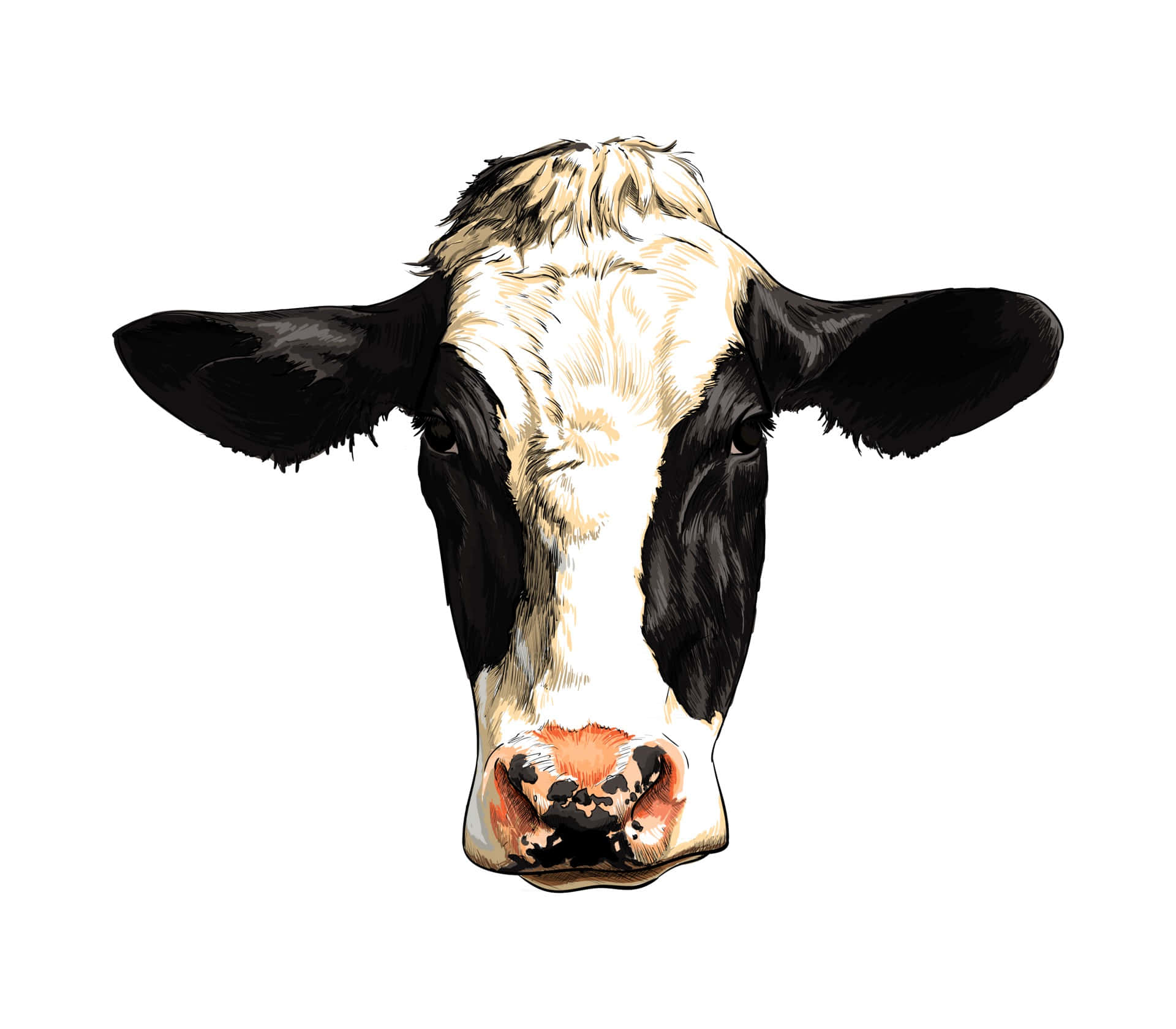 Black And White Cow 桌布 壁紙 — 黑白乳牛臉部特寫插圖，有大耳朵和粉紅色鼻子，直視前方。