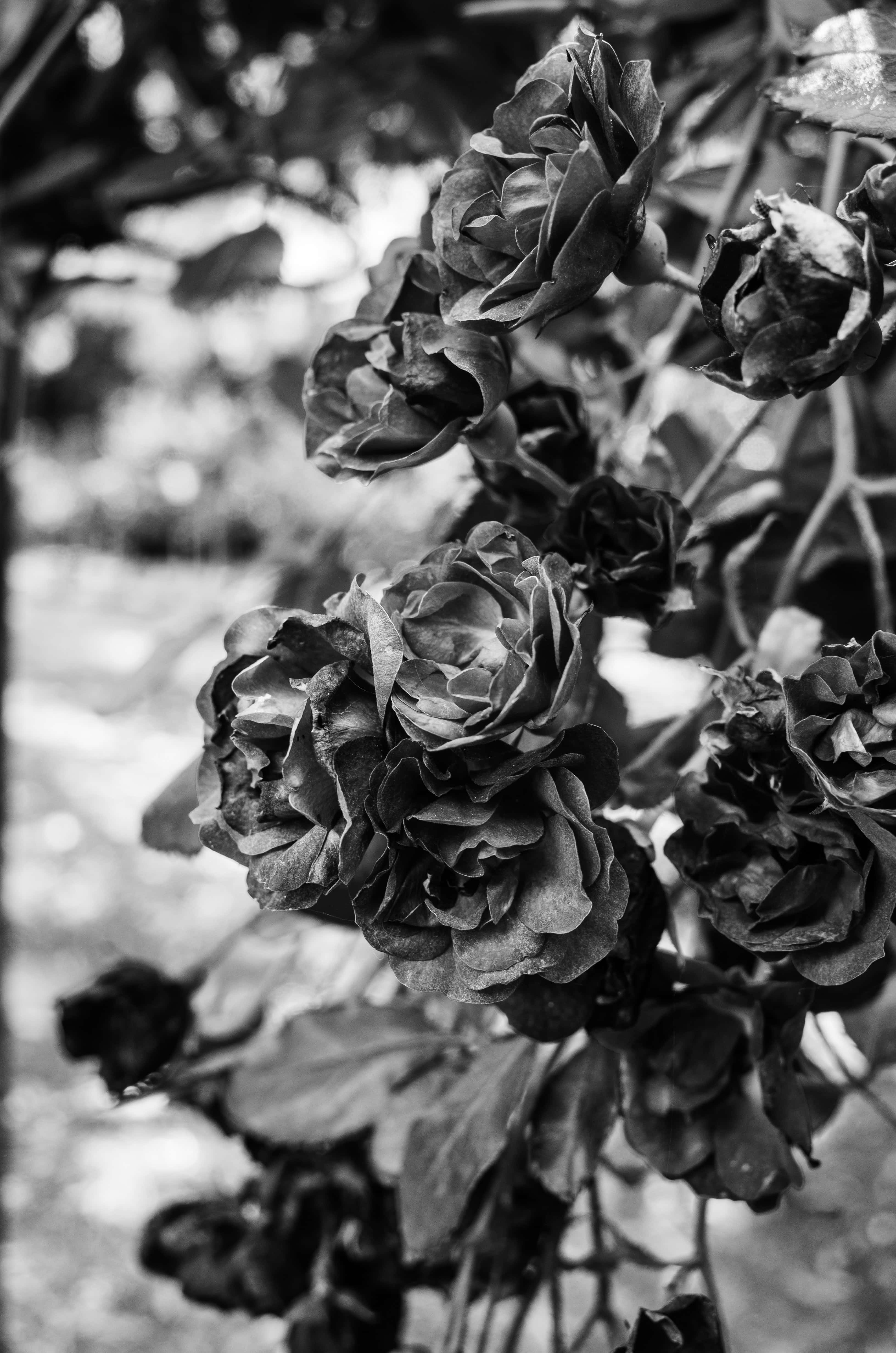 Flowers 桌布 壁紙 — 黑白凋謝玫瑰，帶有深邃陰影和柔和散景背景。