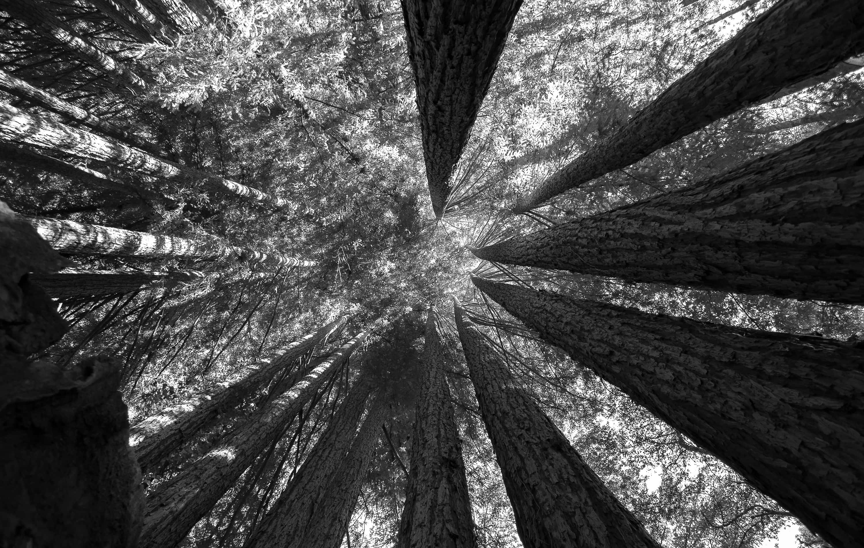 Redwood Trees 桌布 壁紙 — 黑白向上視角，穿過高聳的樹幹，伸向斑駁的樹冠。