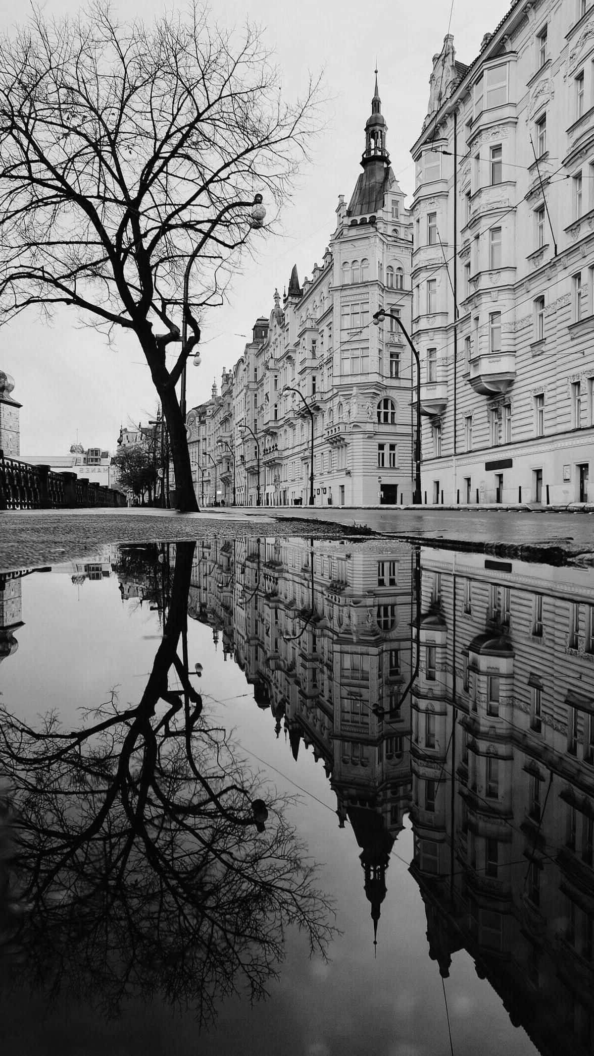 Black And White Street 桌布 壁紙 — 黑白城市街景，裝飾華麗的建築物和一棵光禿禿的樹倒映在水坑中。