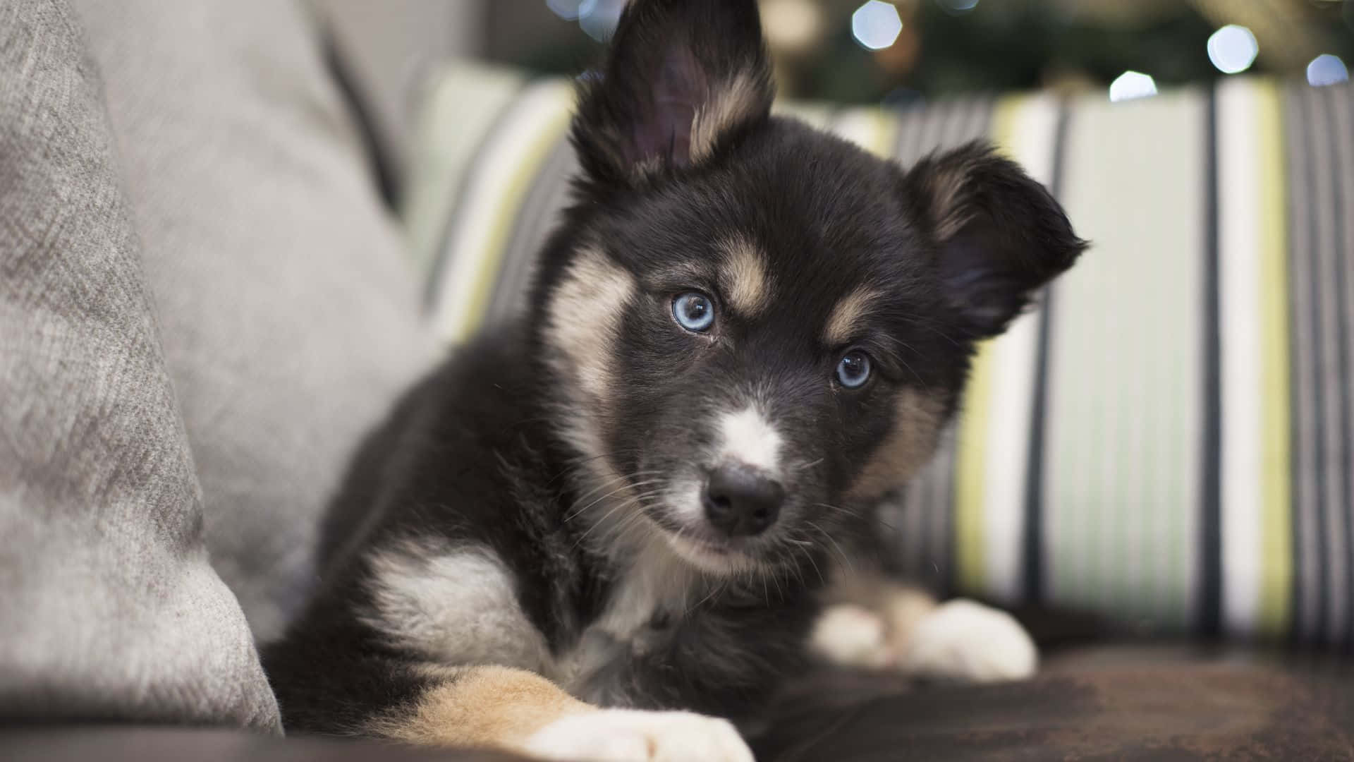 黑白小犬趴在沙發上 壁紙