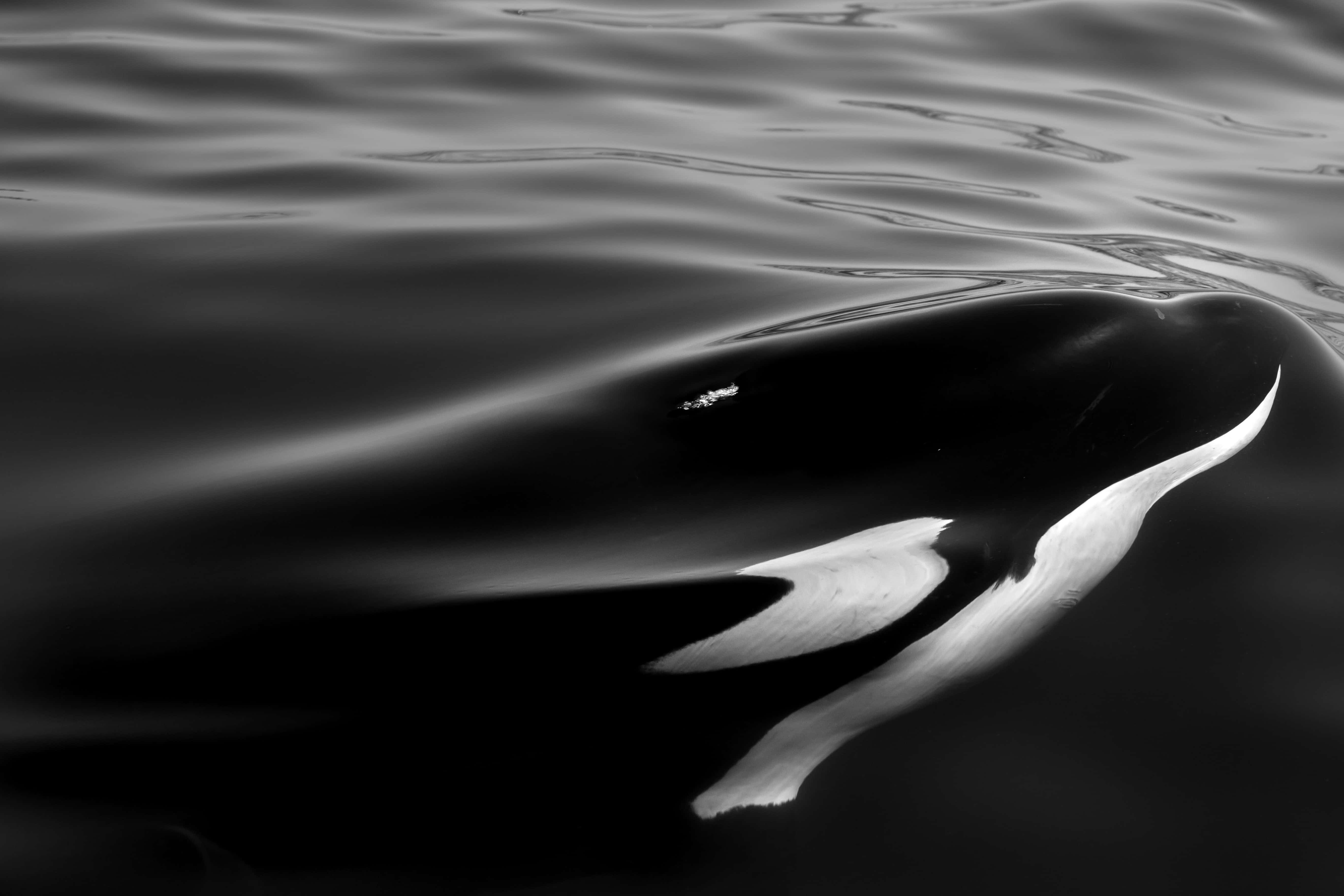 Aesthetic Black And White 桌布 壁紙 — 黑白強烈對比下，虎鯊光滑頭部破浪而出的單色特寫。