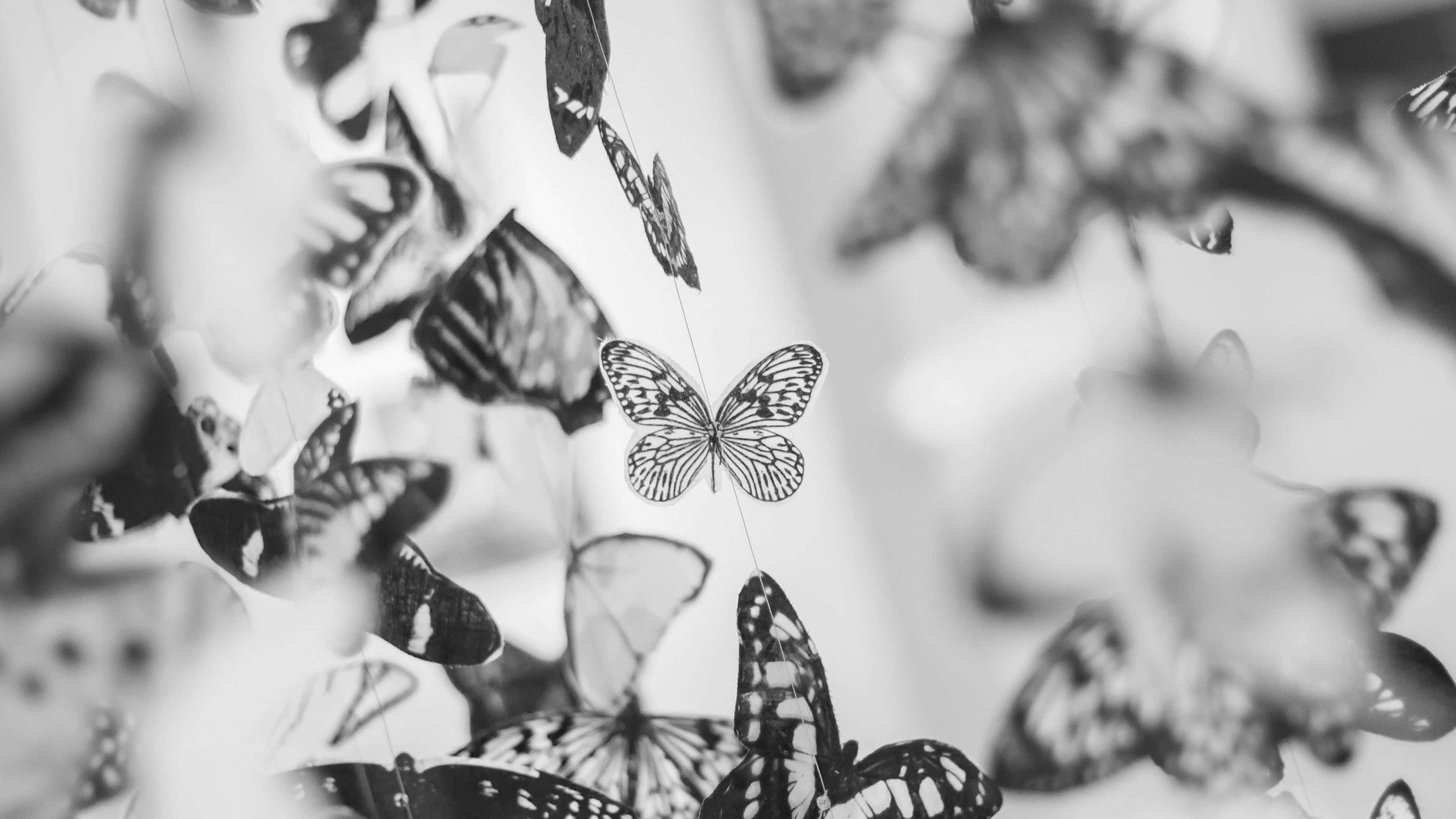 White Butterfly 桌布 壁紙 — 黑白懸浮的蝴蝶在柔和模糊的背景上營造出夢幻飄逸的圖案。